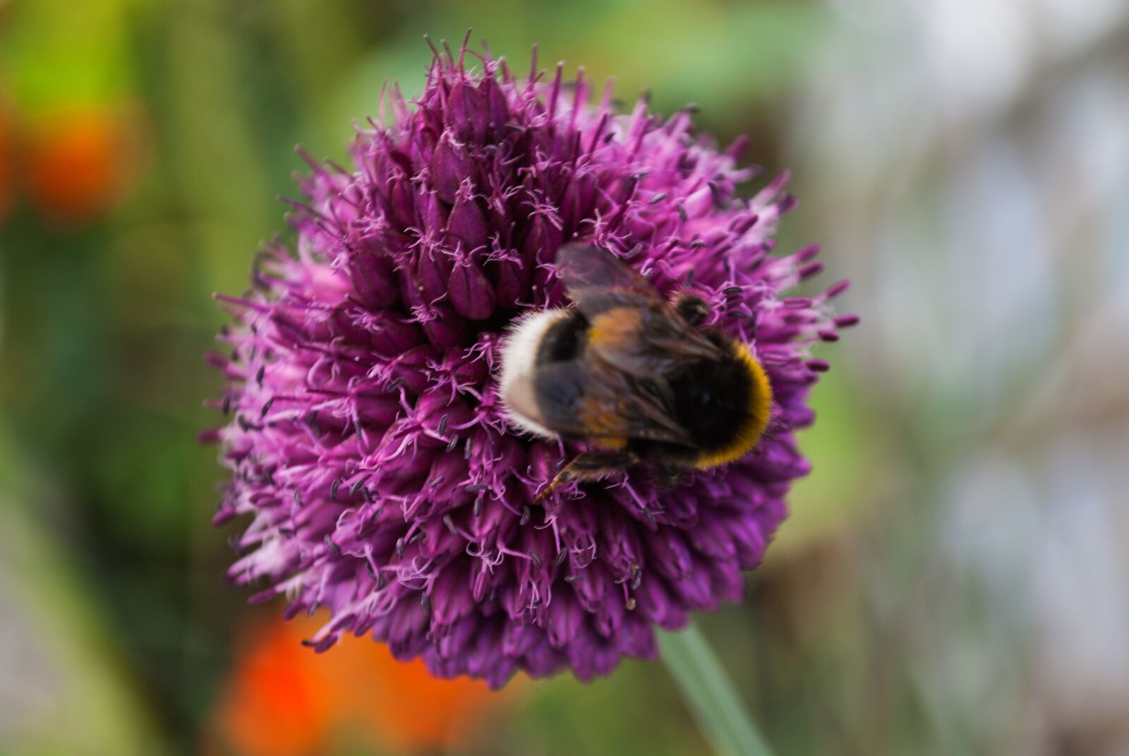 Nikon D3000 sample photo. Kogeldistels, thistle, vegetable photography