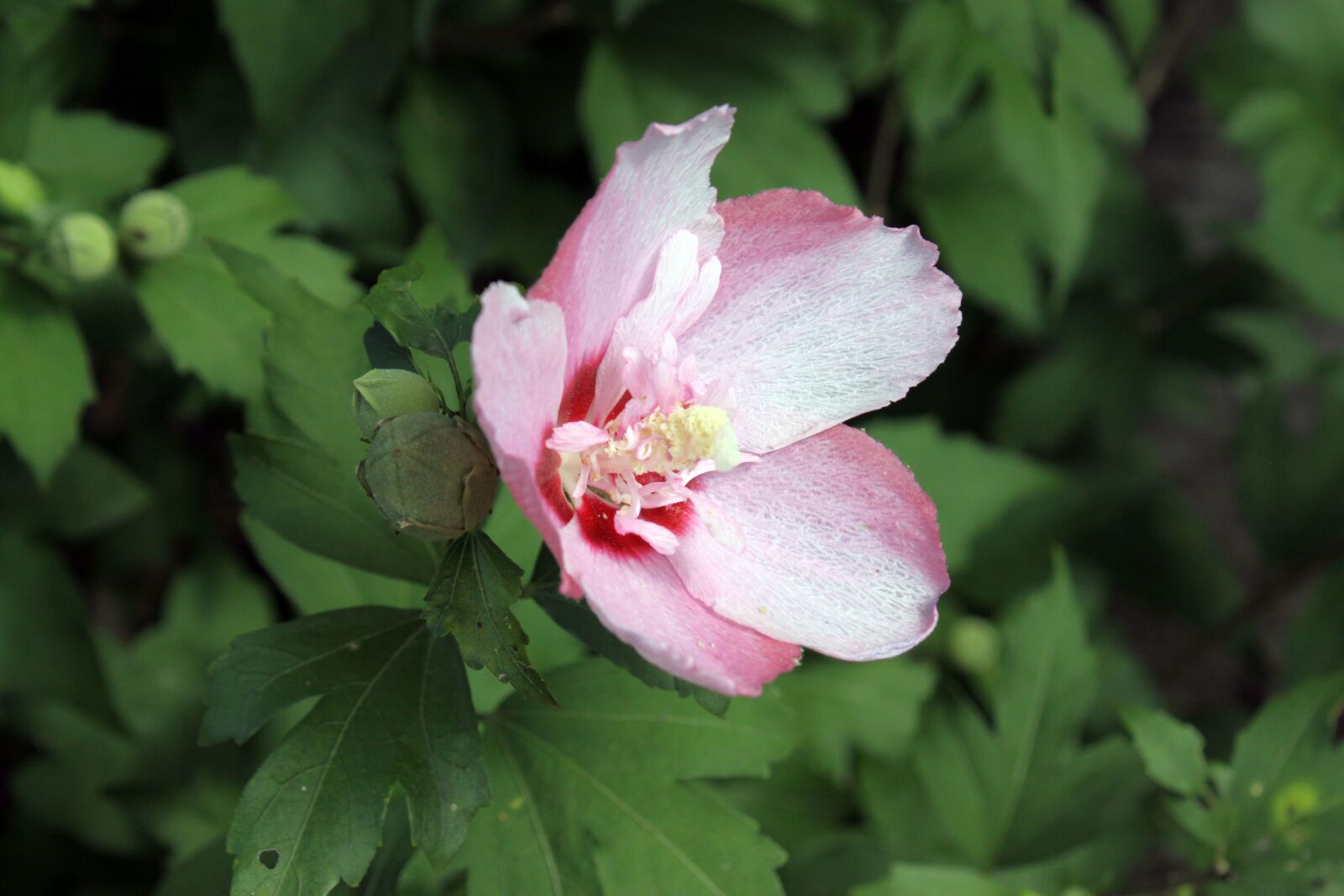 Canon EOS 50D sample photo. Rose of sharon, flowers photography