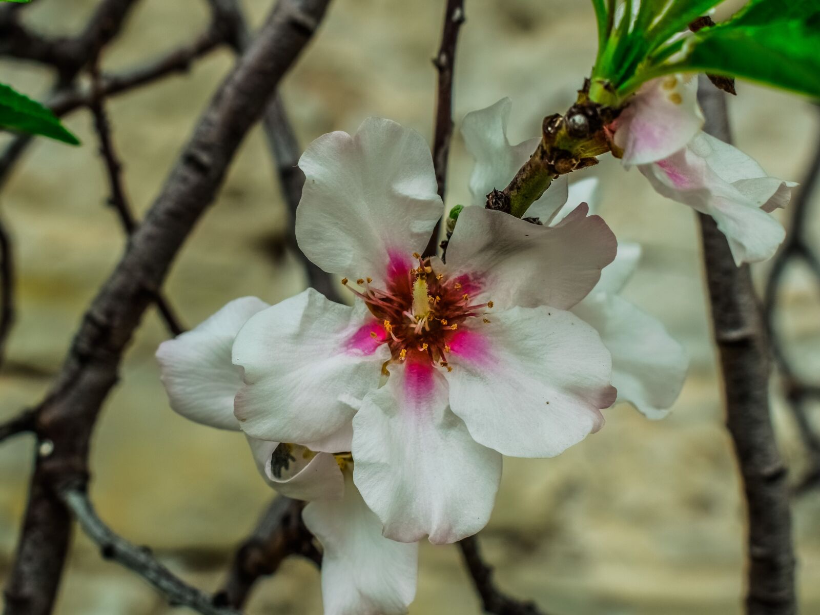 Nikon D3300 sample photo. Cherry, flower, flora photography