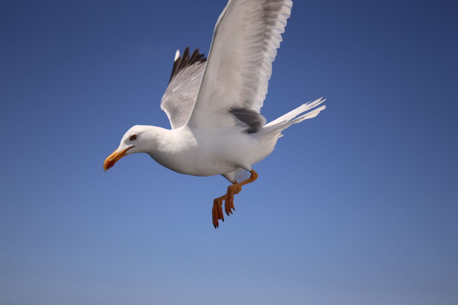 Canon EF 24-105mm F3.5-5.6 IS STM sample photo. Seagull, sky, blue photography