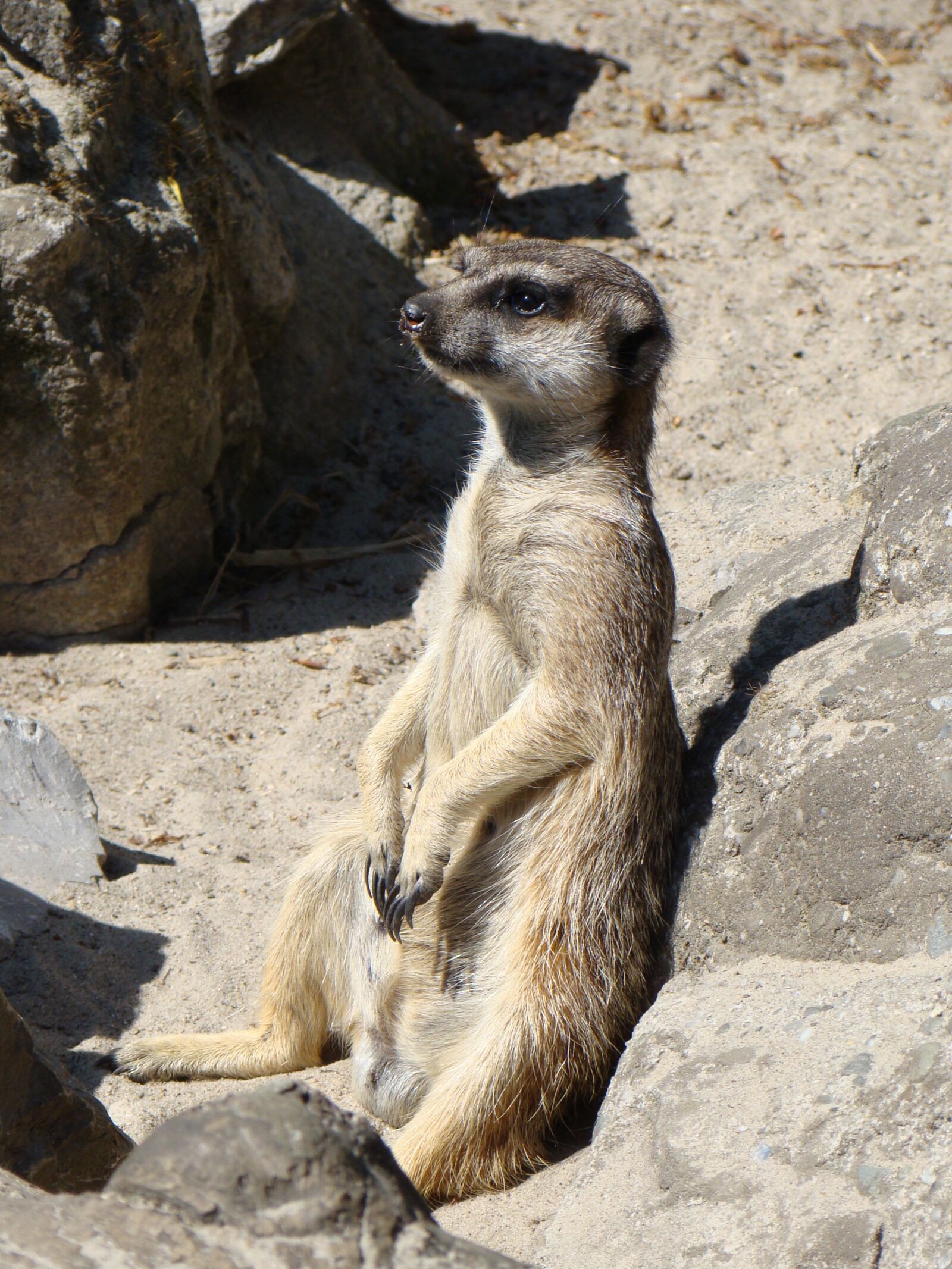 Sony Cyber-shot DSC-H50 sample photo. Surykatka, animal, mammal photography