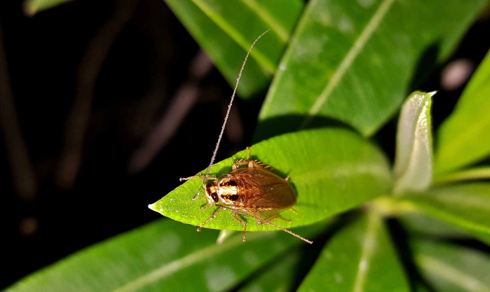 Samsung Galaxy Note5 sample photo. Cockroach, roach, german cockroach photography