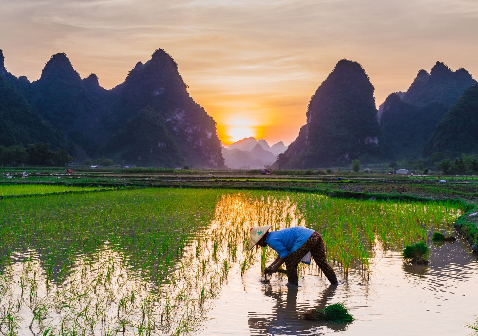 Nikon D5100 sample photo. Rice cultivation, rice fields photography