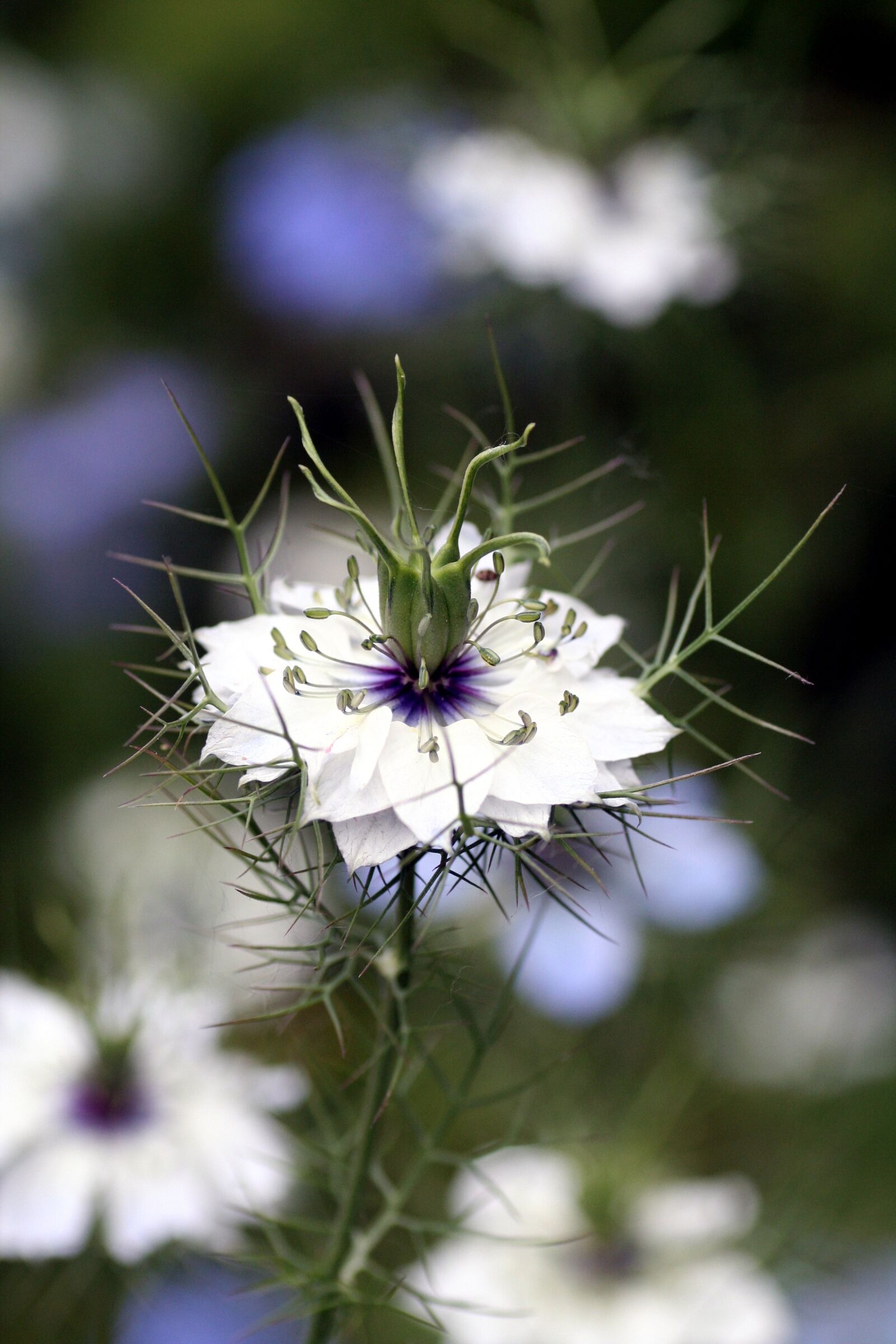 Canon EOS 350D (EOS Digital Rebel XT / EOS Kiss Digital N) sample photo. Flower, white, petals photography