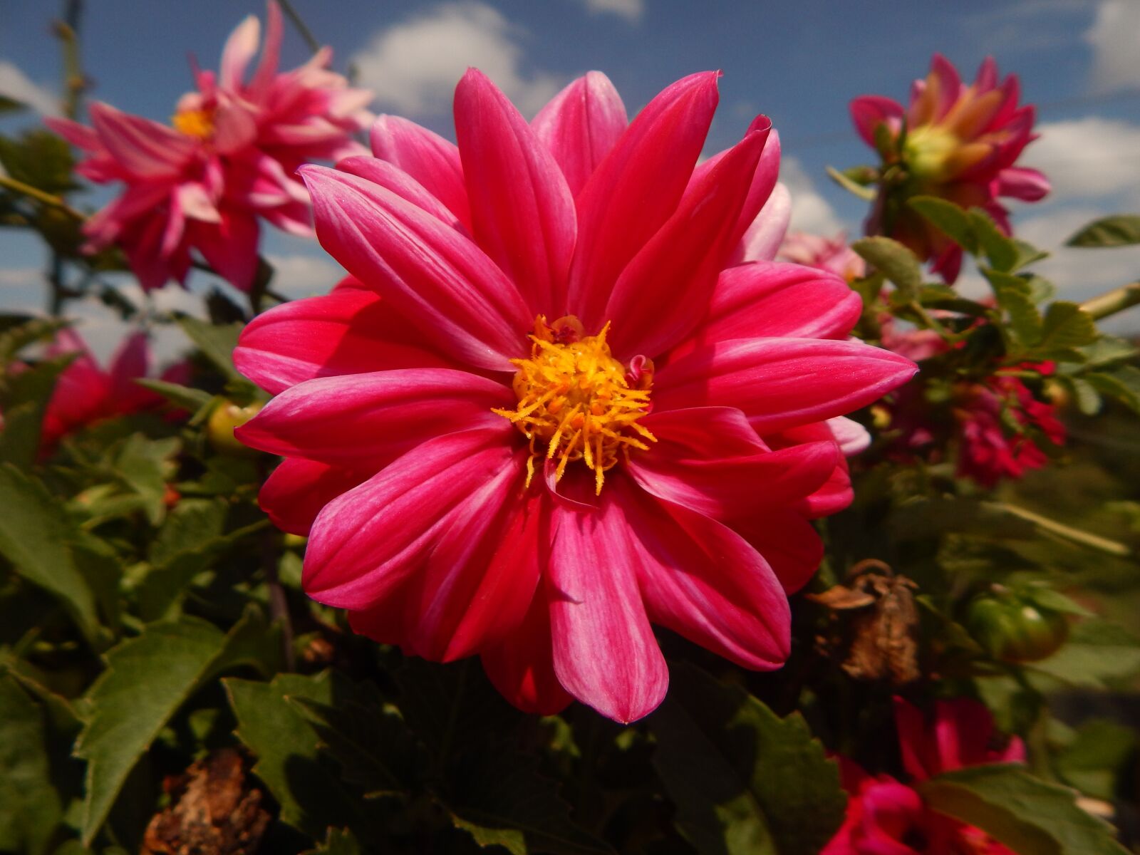 Nikon Coolpix L830 sample photo. Flower, nature, pink flower photography