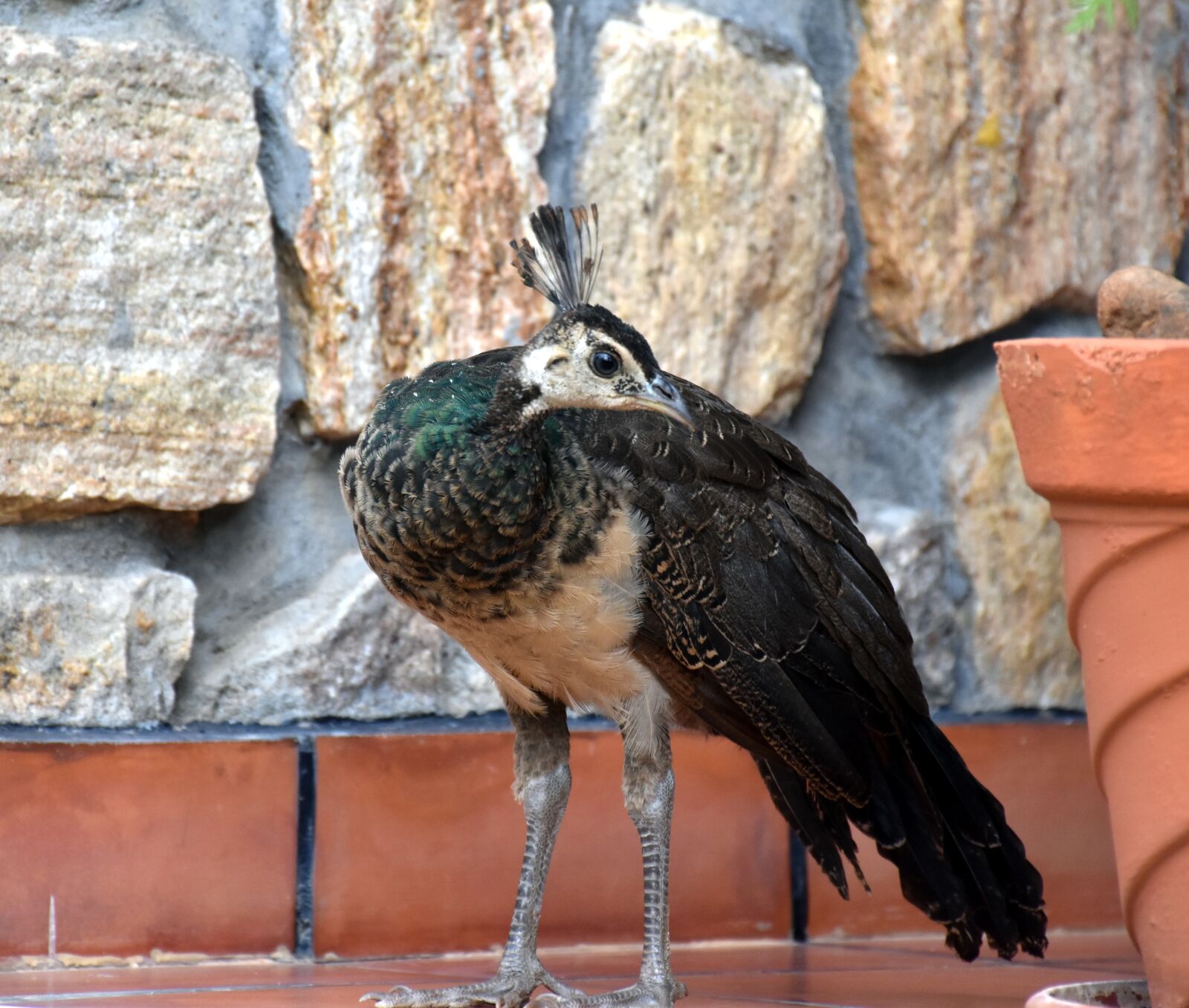 Nikon D5500 sample photo. Peahens, resort, natural photography