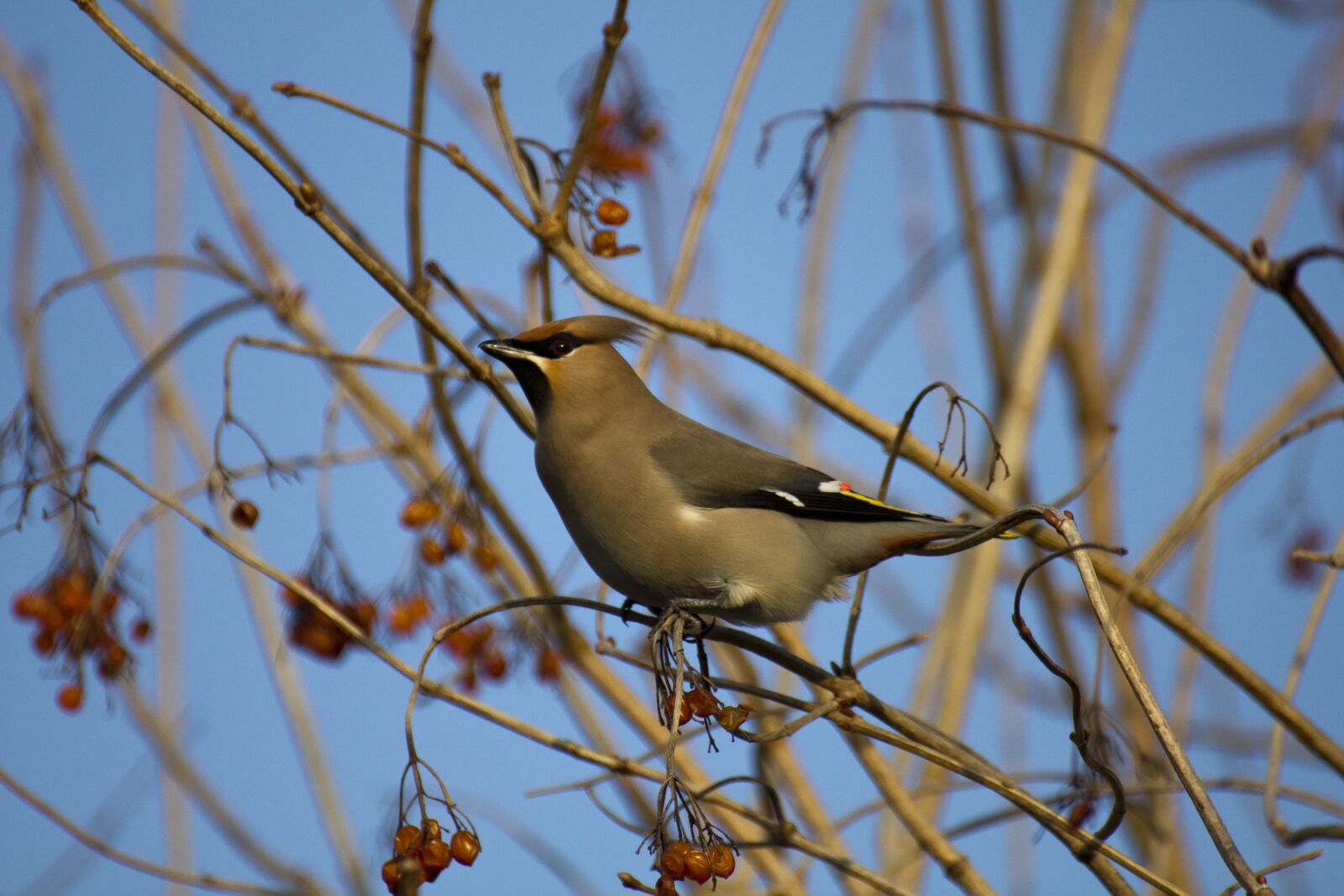 Canon EOS 550D (EOS Rebel T2i / EOS Kiss X4) sample photo. Bird, waxwing, branch photography