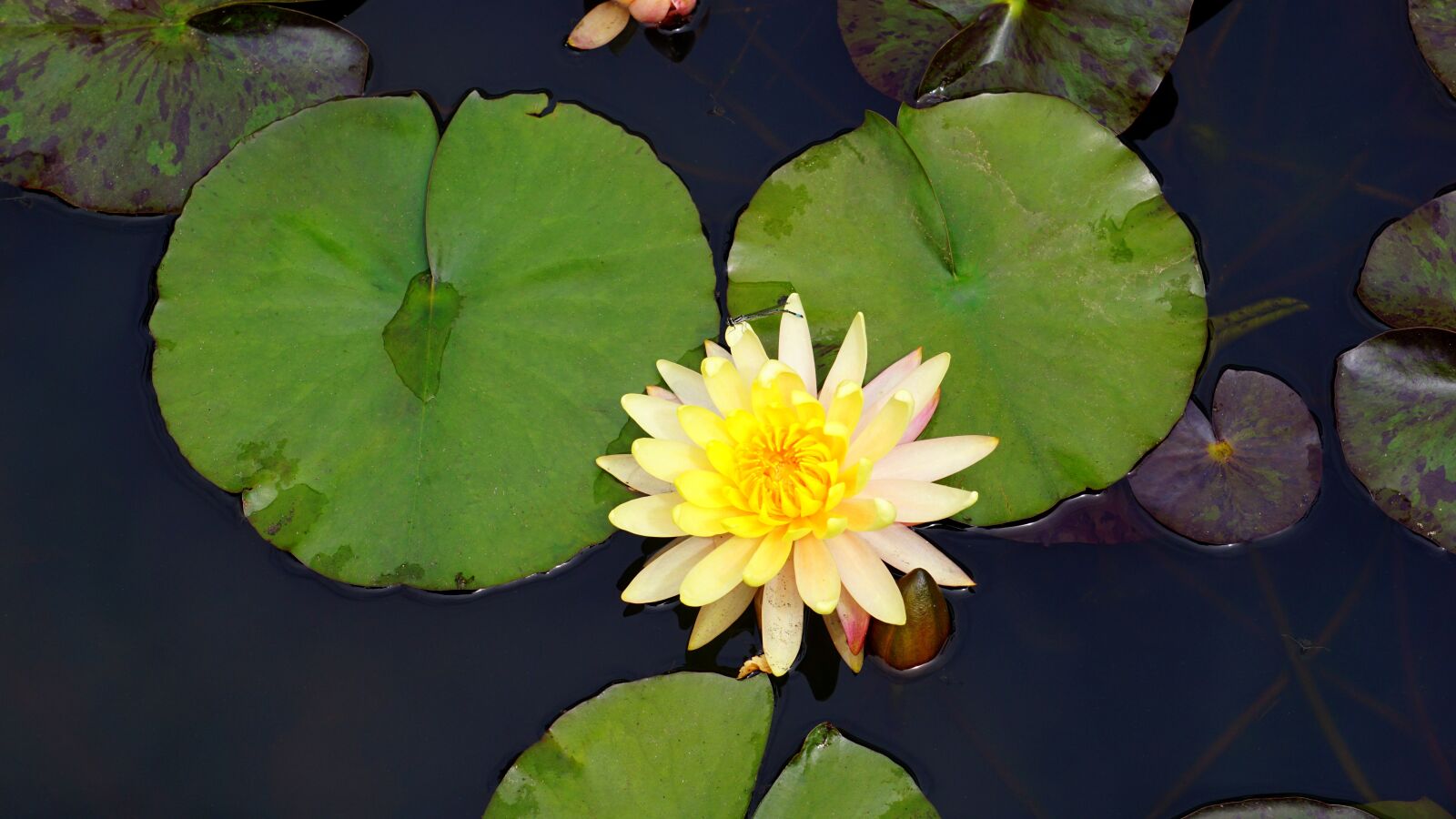 Sony E 55-210mm F4.5-6.3 OSS sample photo. Flower, pond, lily photography