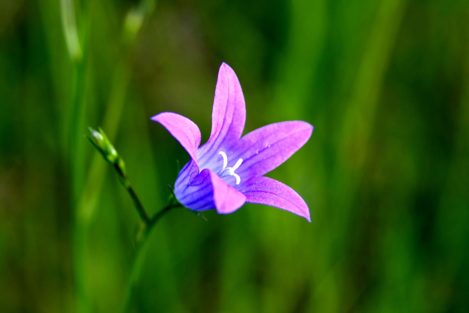 Pentax K-S2 sample photo. Forest flower, ringtone, flower photography