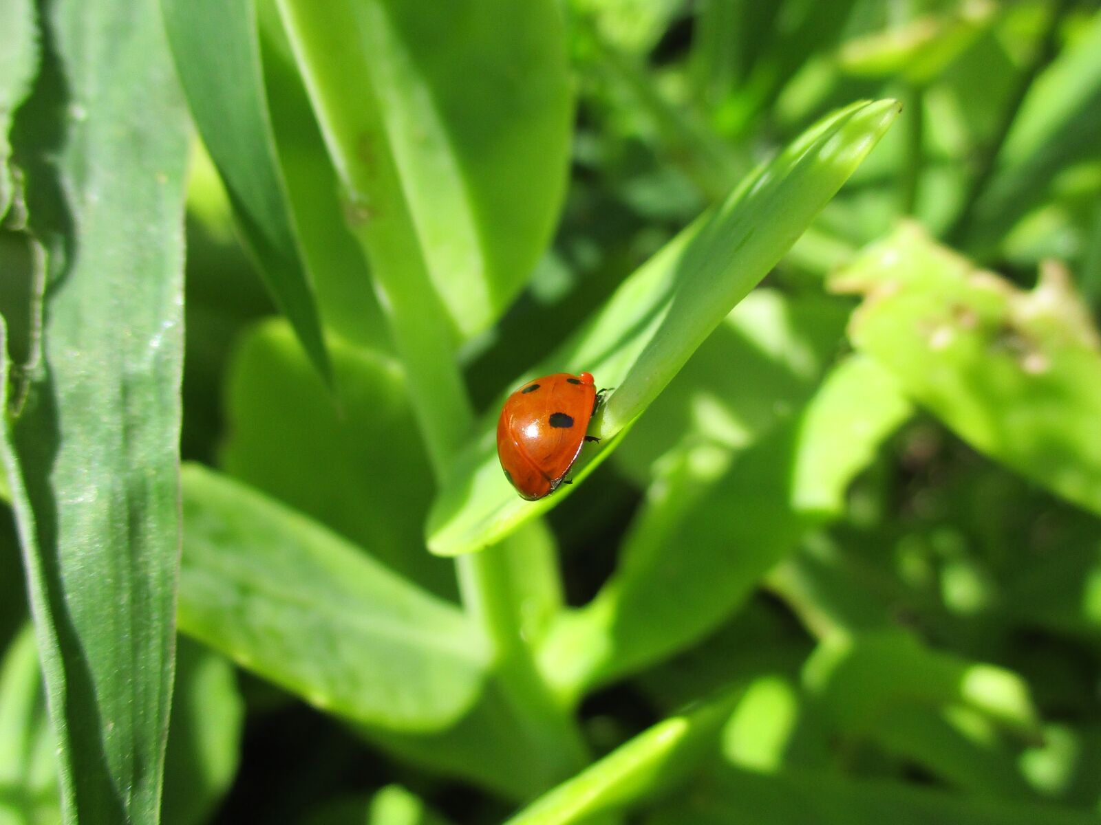 Canon IXUS 185 sample photo. Ladybug, nature, insect photography