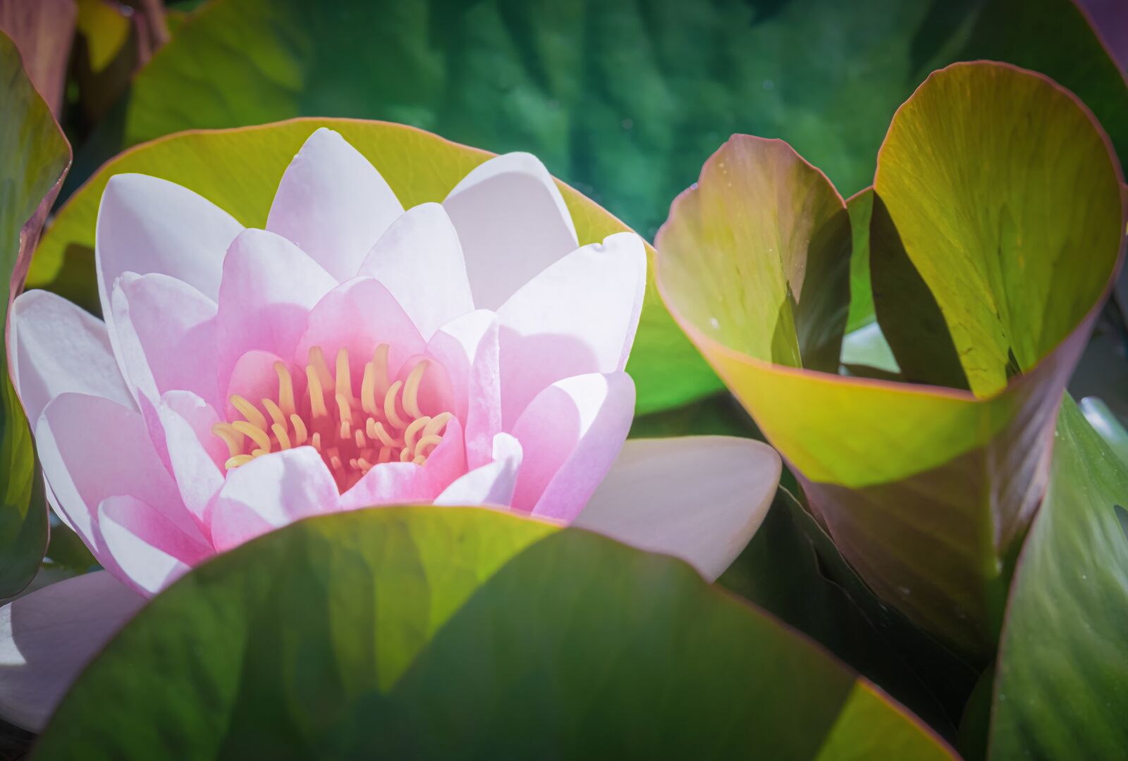 Fujifilm XF 55-200mm F3.5-4.8 R LM OIS sample photo. Water lily, pond, aquatic photography