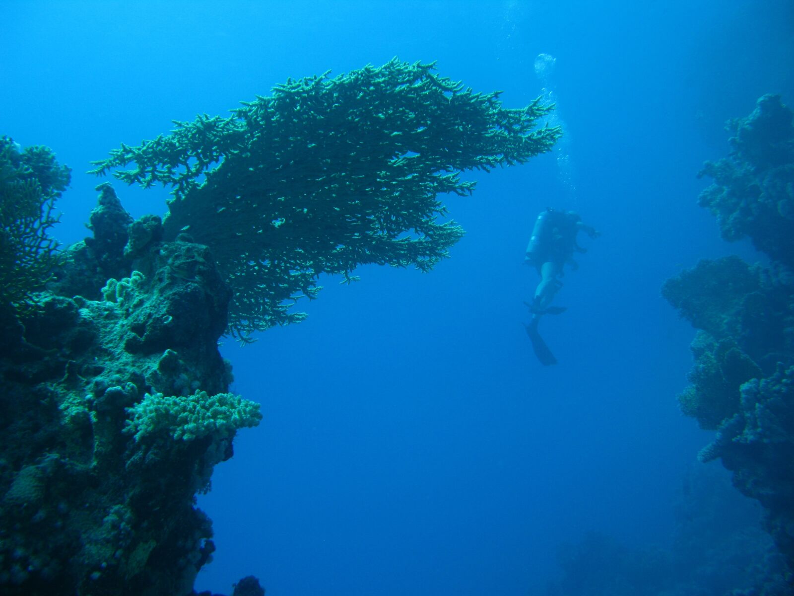 Canon POWERSHOT G9 sample photo. Sea, diving, underwater photography
