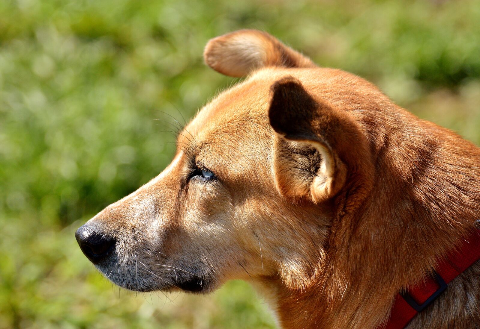 Nikon D3200 sample photo. Dog, animal, different eye photography