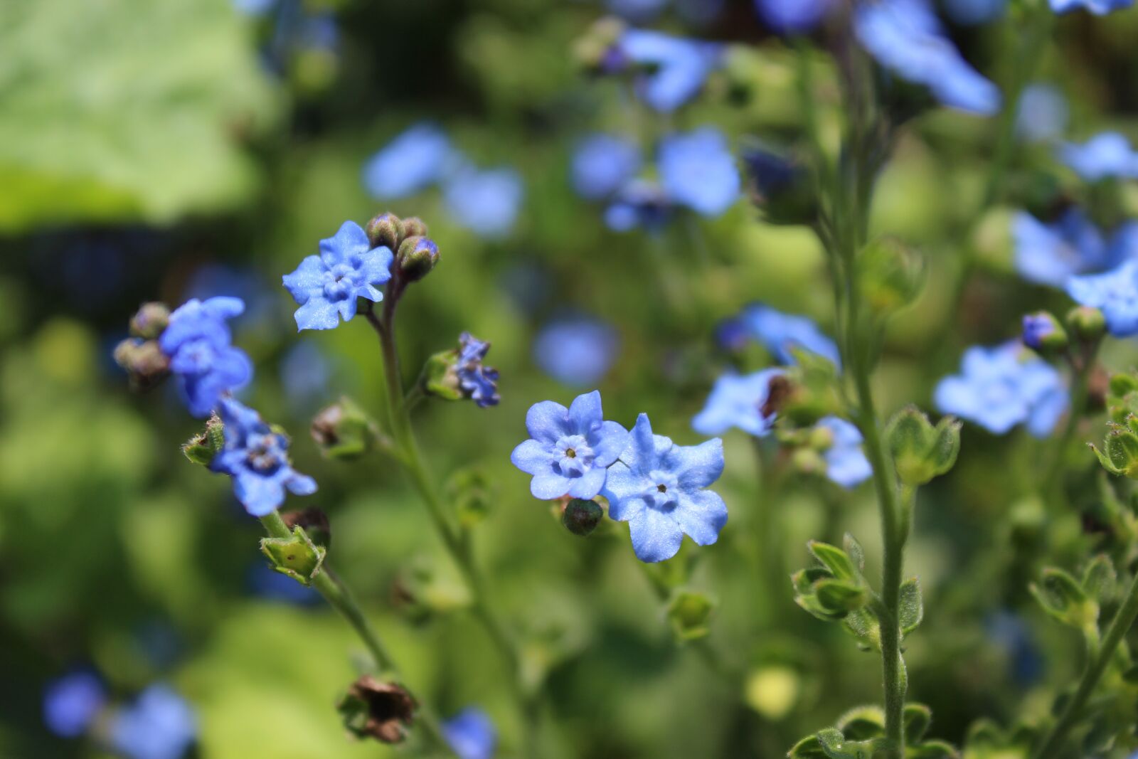 Canon EOS 1300D (EOS Rebel T6 / EOS Kiss X80) + Canon EF-S 18-55mm F3.5-5.6 IS II sample photo. Blue, flower, forget-me-not photography