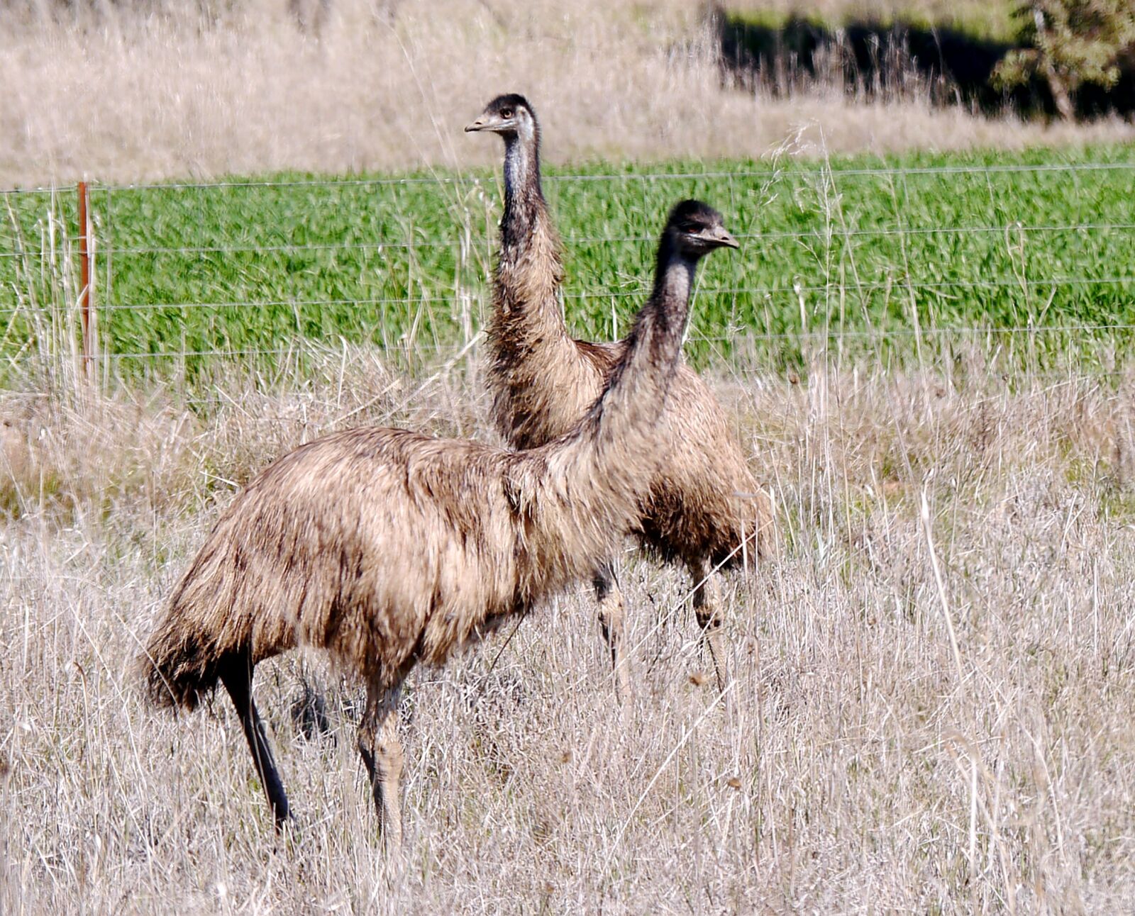 Panasonic Lumix DMC-G5 sample photo. Emu, nsw, australia photography