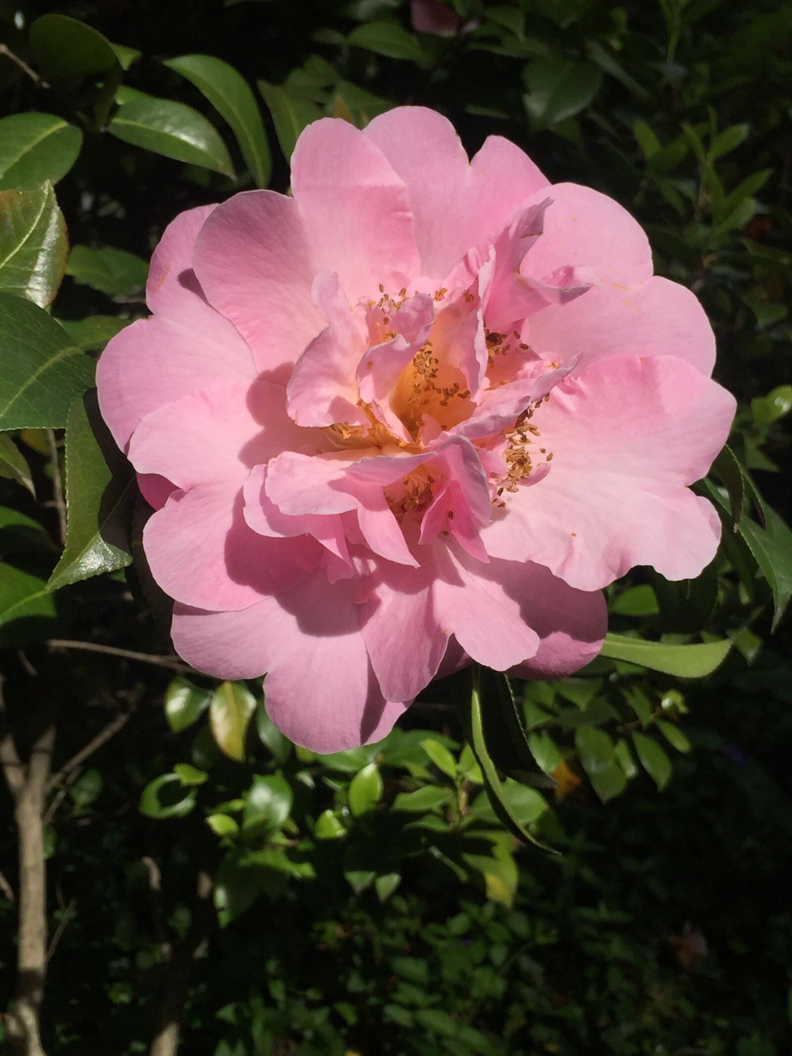 Apple iPhone 6 sample photo. Camelia, pink, blossom photography