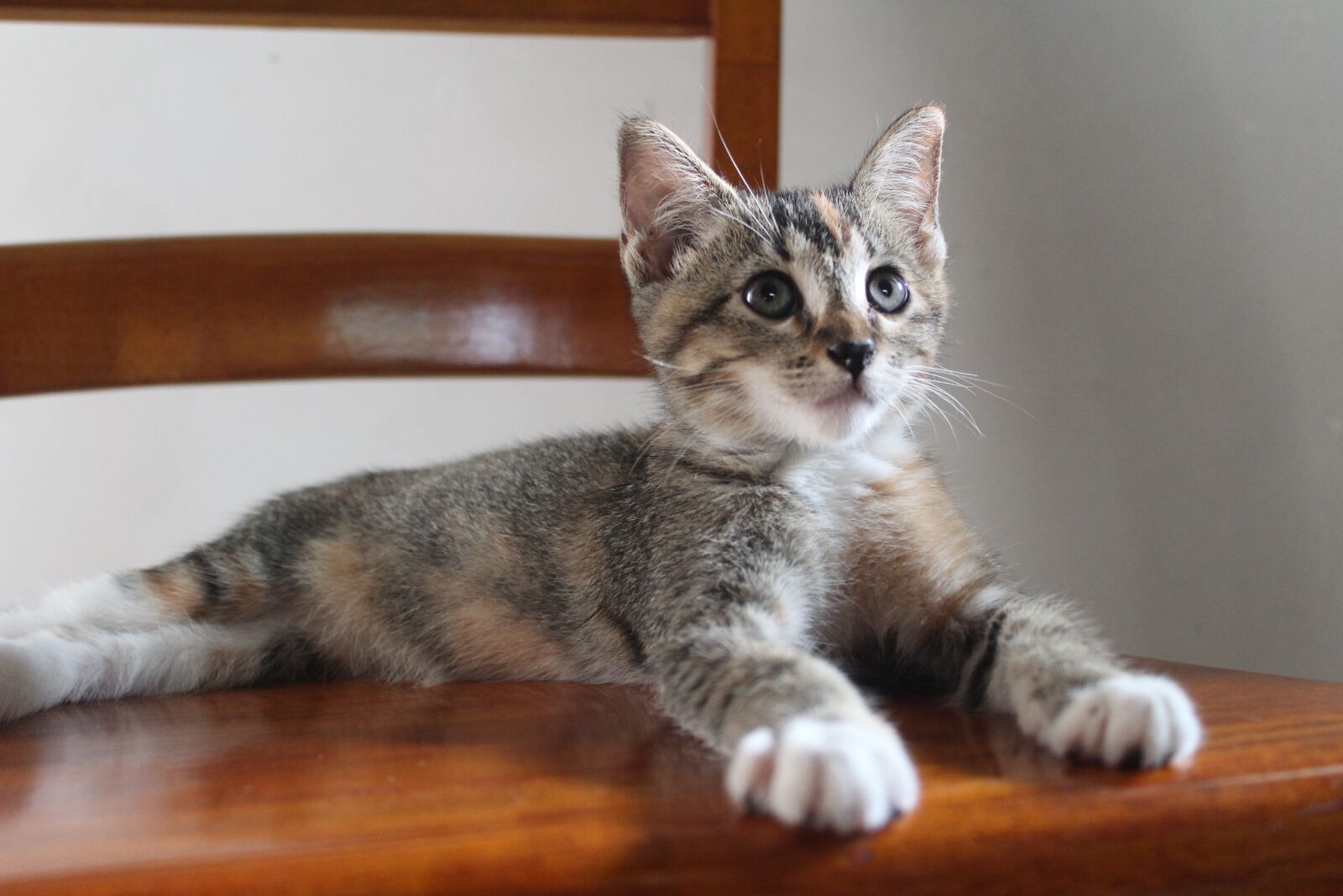 Canon EOS 1300D (EOS Rebel T6 / EOS Kiss X80) sample photo. Small, pets, sweet photography