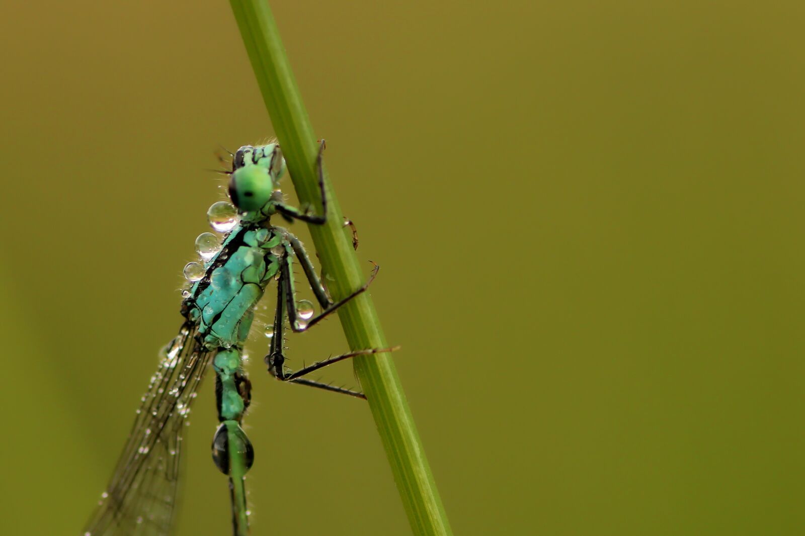 Tamron SP 90mm F2.8 Di VC USD 1:1 Macro sample photo. Spring dragonfly, dragonfly, insect photography