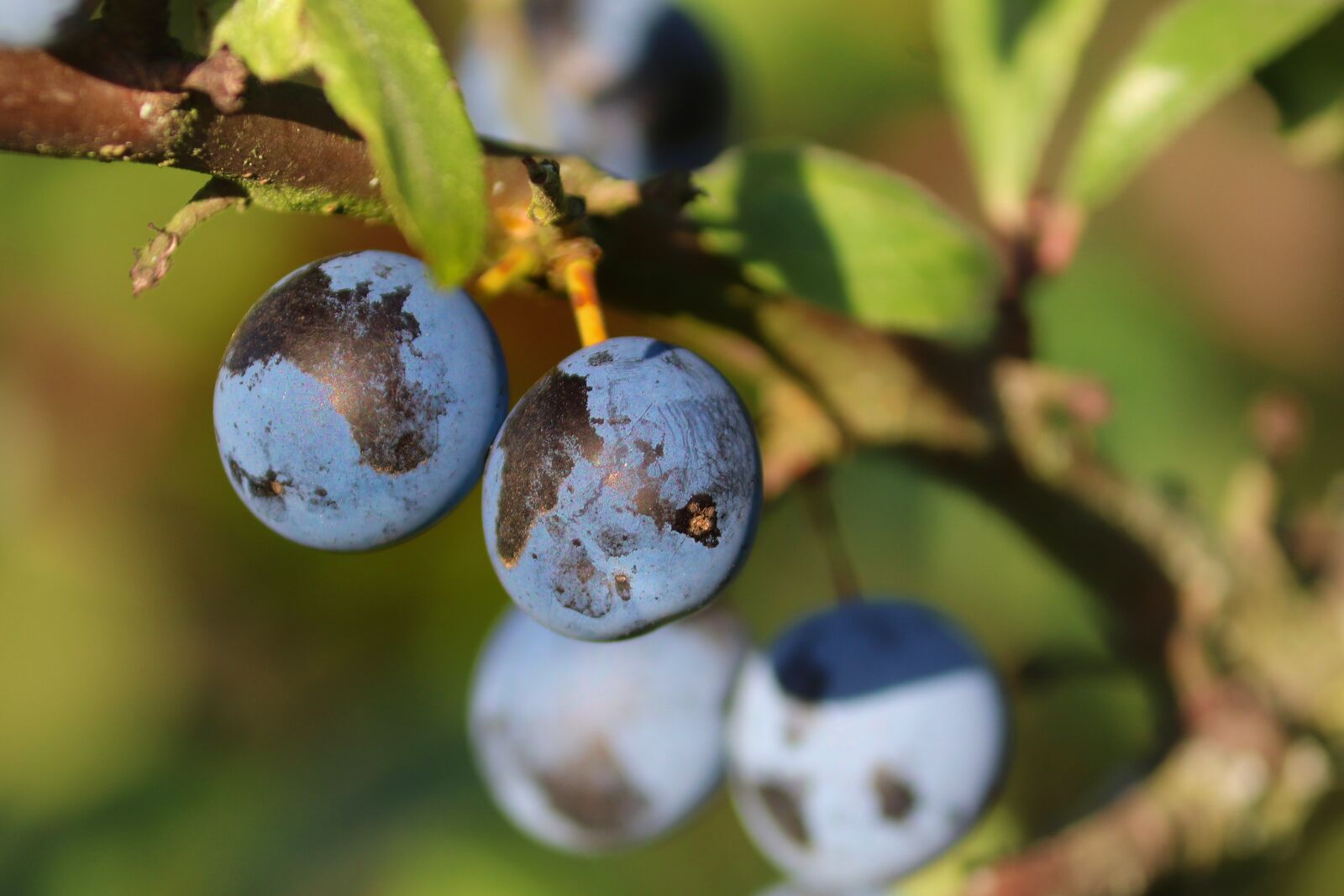 Canon EOS 200D (EOS Rebel SL2 / EOS Kiss X9) + Canon EF-S 55-250mm F4-5.6 IS II sample photo. Sloes, blackthorn, fruit photography