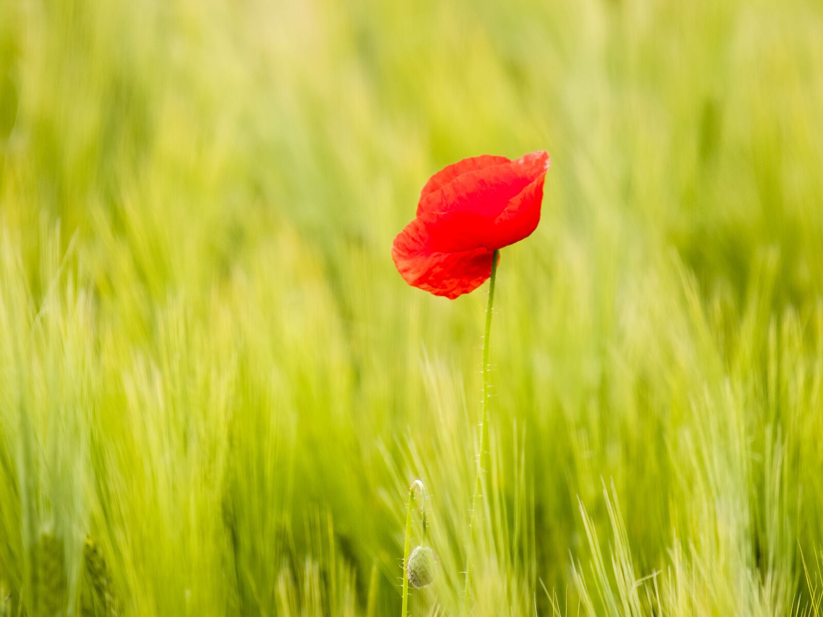 Olympus E-3 sample photo. Poppy, flower, plant photography