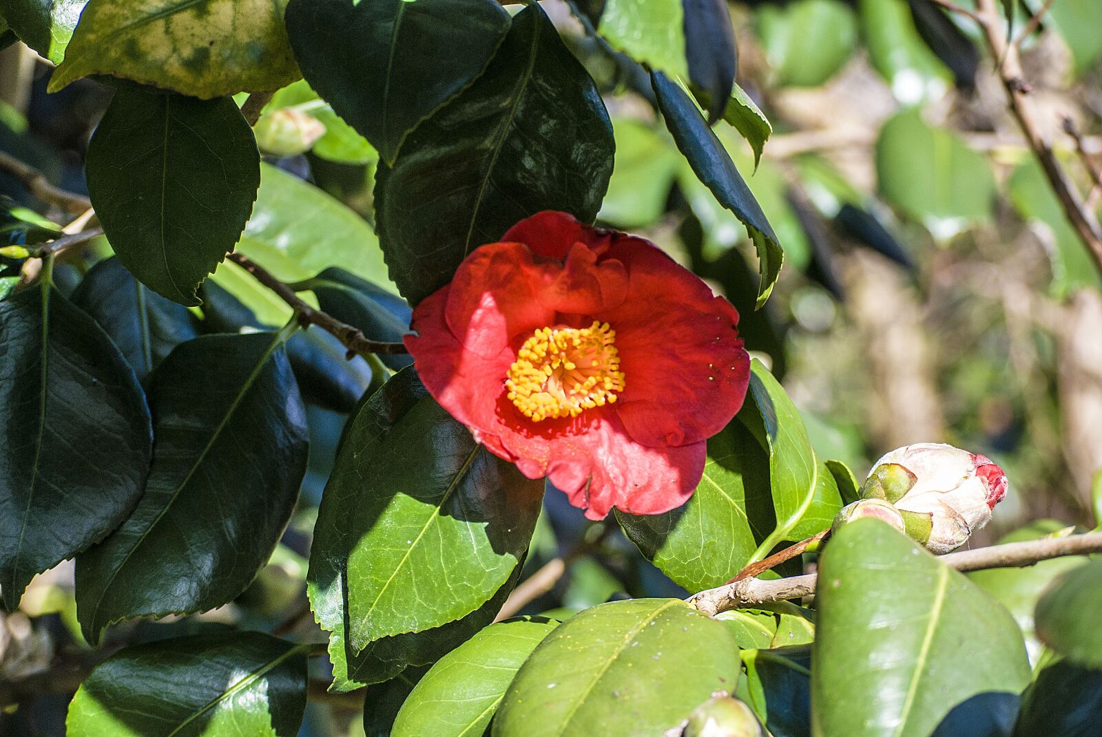 Nikon D40X sample photo. Flower, red, blossom photography