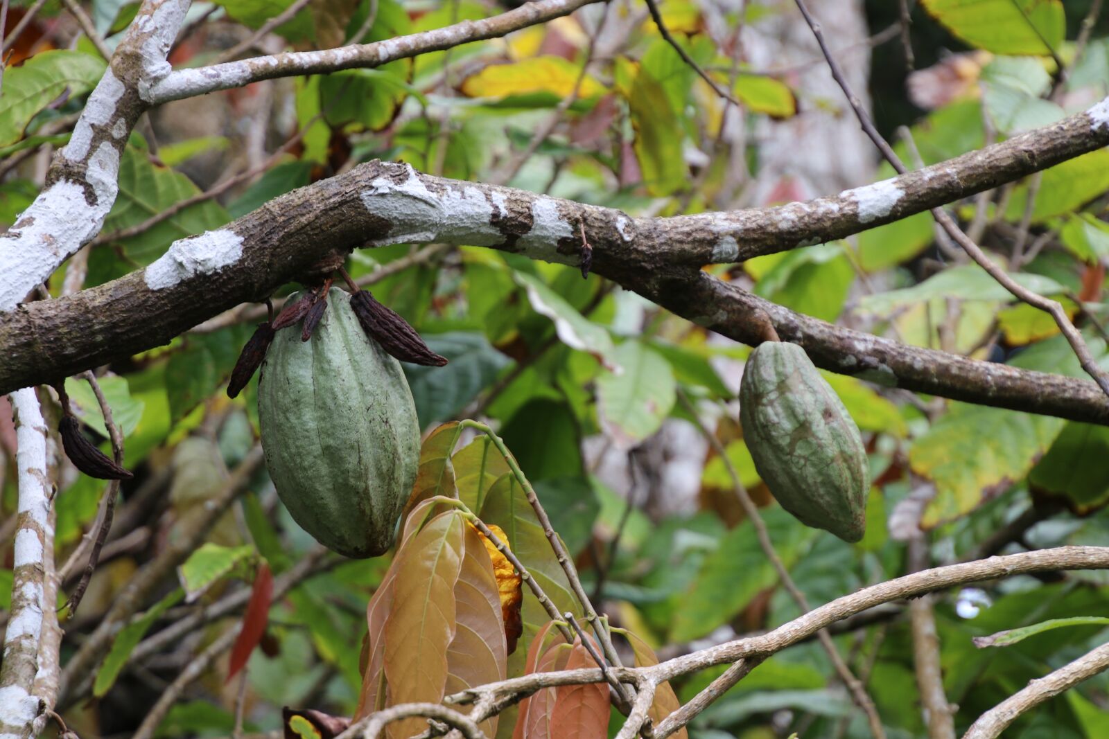 Canon EOS 80D sample photo. Caribbean, dominica, cocoa photography
