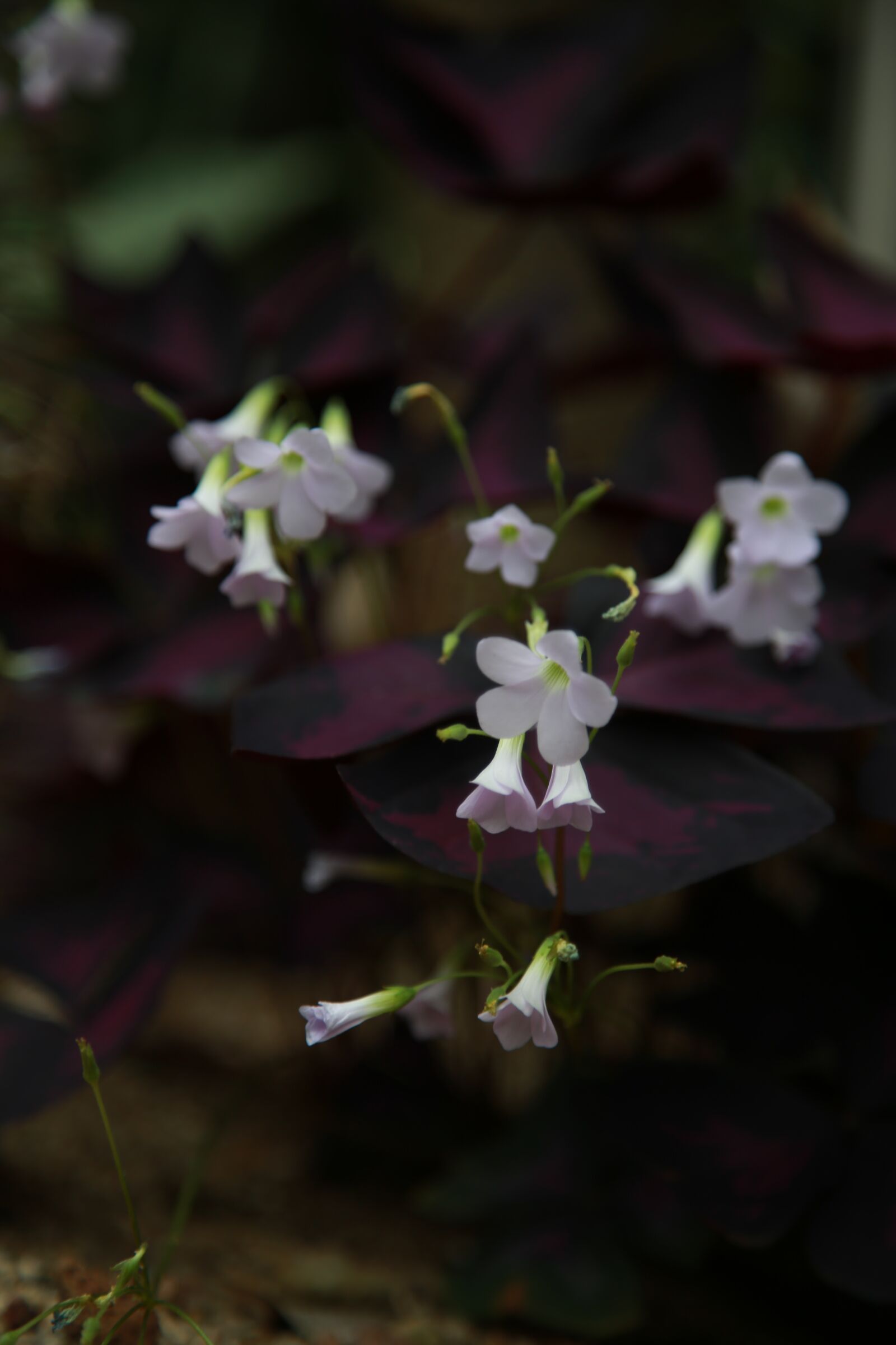 Canon EOS 6D + Canon EF 24-105mm F4L IS USM sample photo. Wildflower, flowers, plants photography