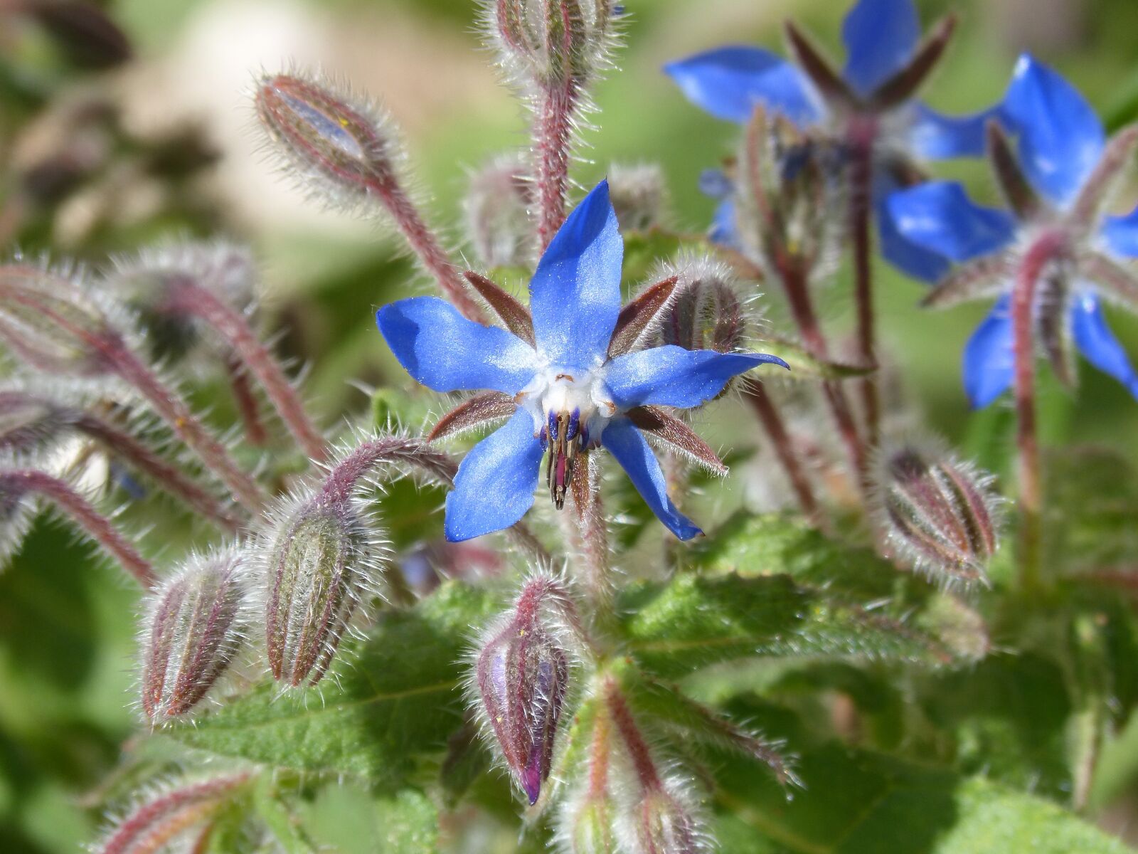 Panasonic DMC-FZ62 sample photo. Borage, wild flower, nature photography