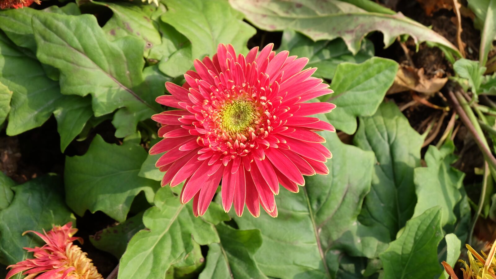 Fujifilm X-A1 sample photo. Spring, flower, red photography