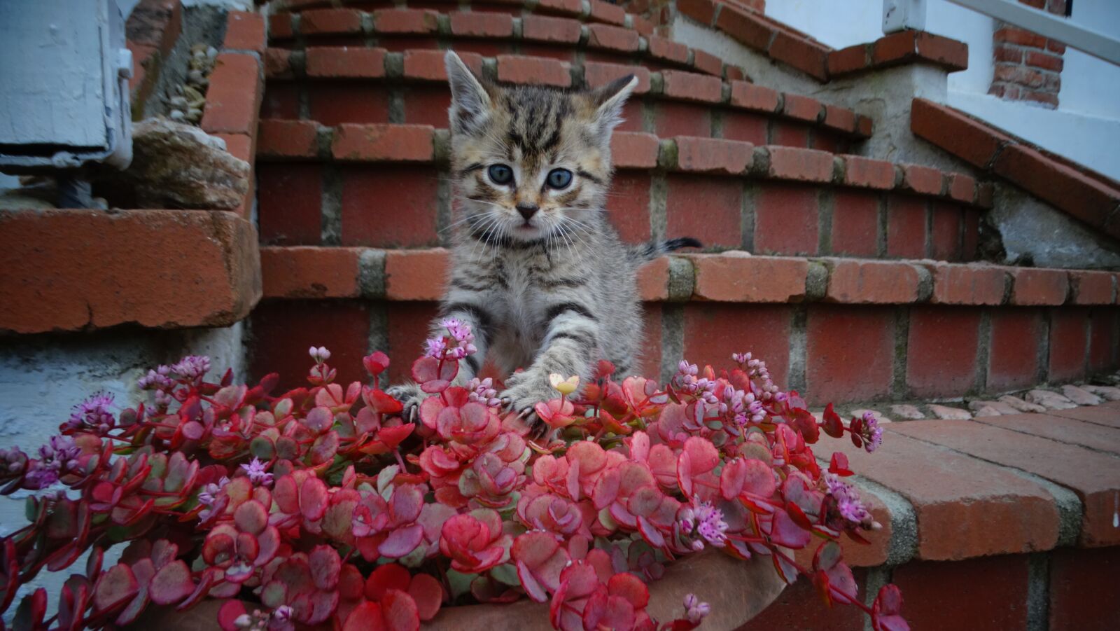 Sony Cyber-shot DSC-HX300 sample photo. Cat, kitten, pet photography