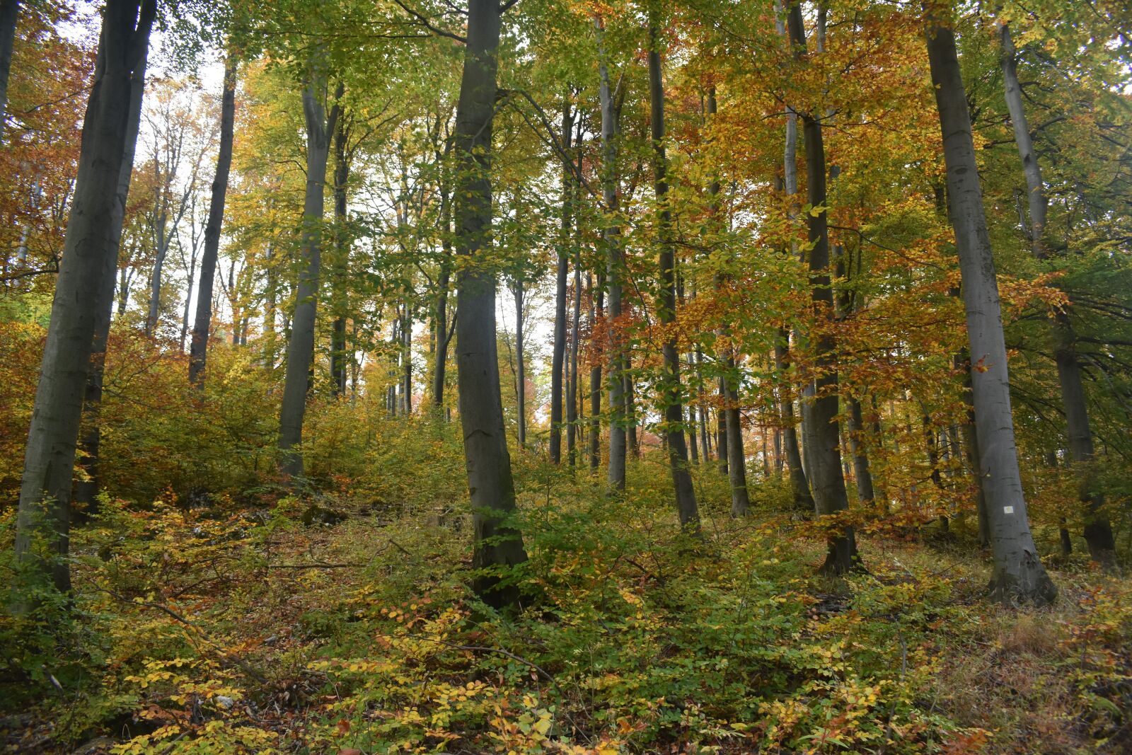 Nikon D7200 sample photo. Forest, trees, undergrowth photography