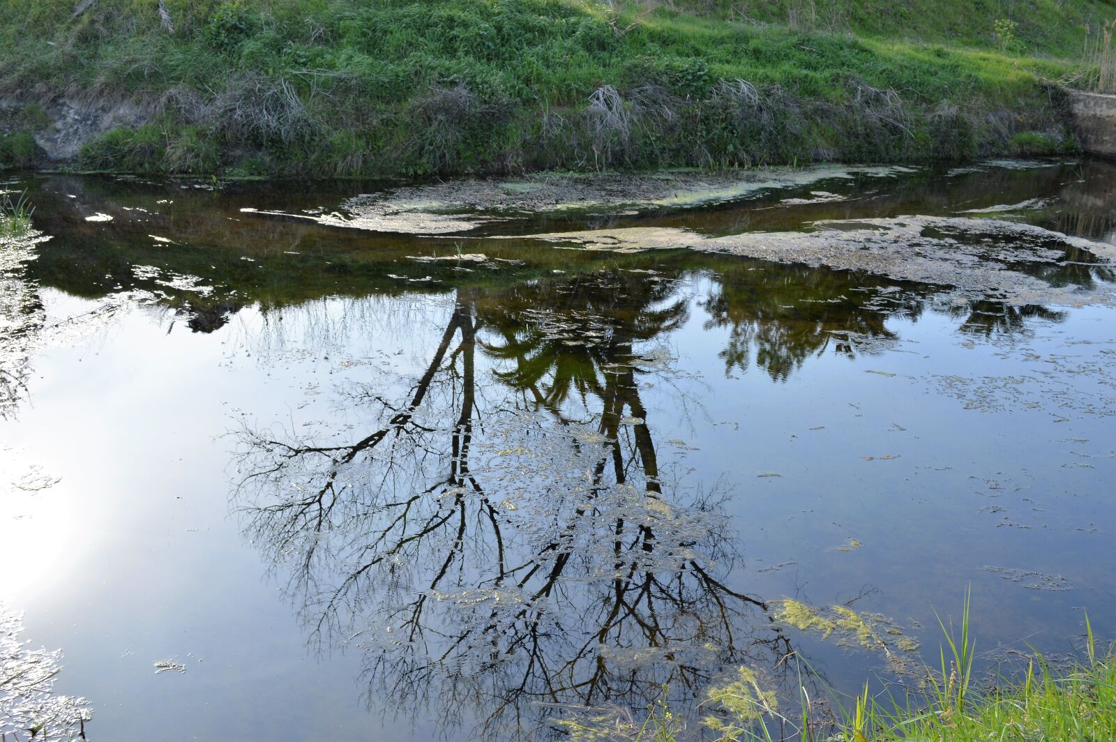 Nikon D3200 sample photo. Reflection, water, tree photography