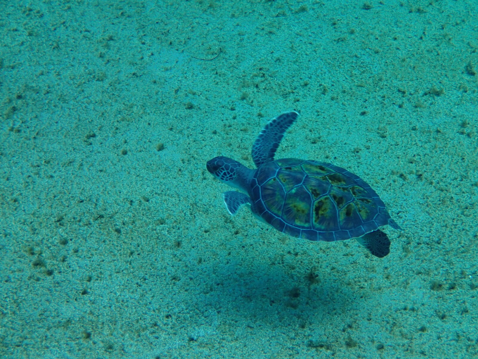 Olympus TG-1 sample photo. Cayman, islands, sea, turtle photography