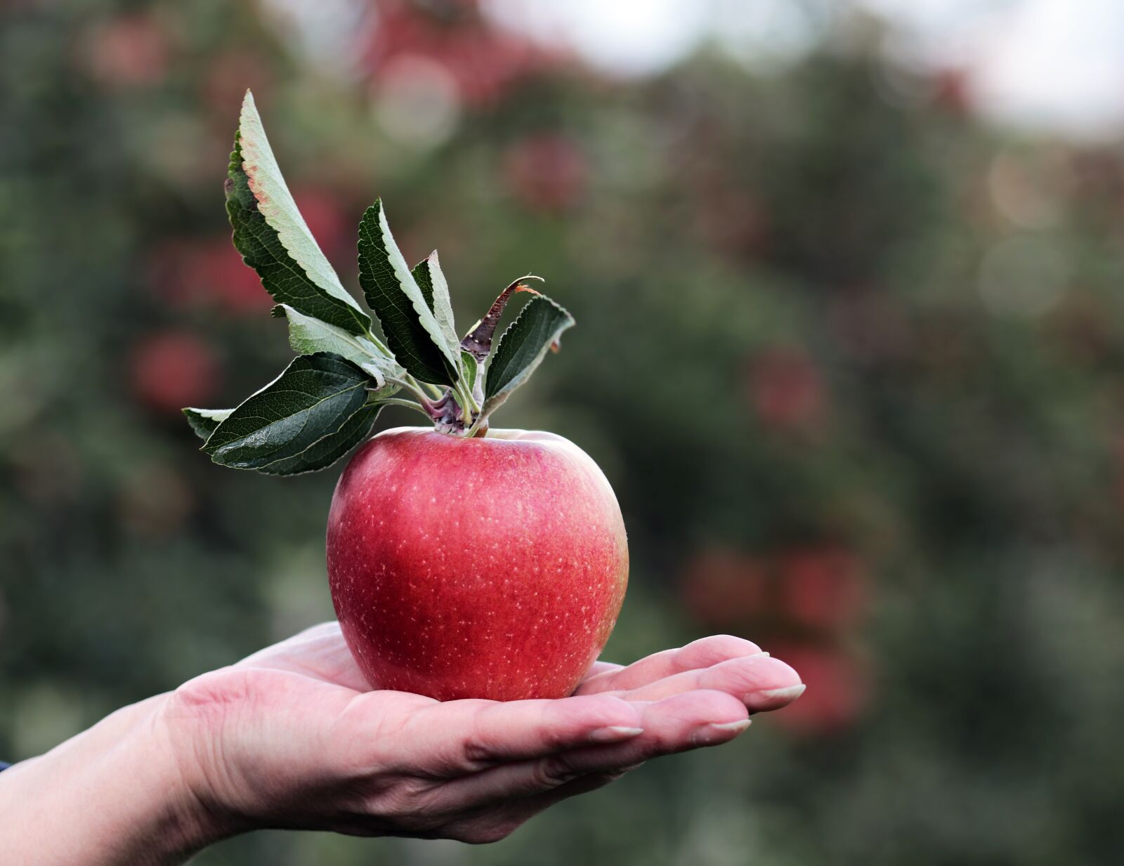 Canon EOS 80D sample photo. Apple, red, red apple photography