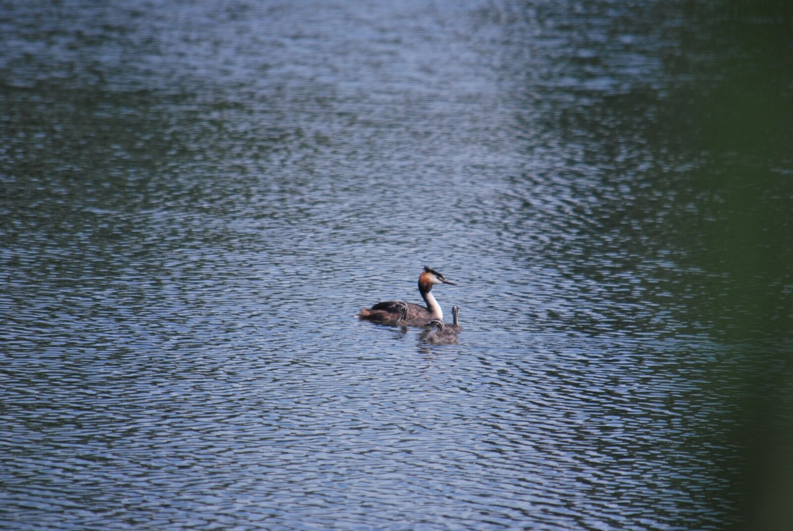 Nikon D60 sample photo. Great crested grebe, water photography