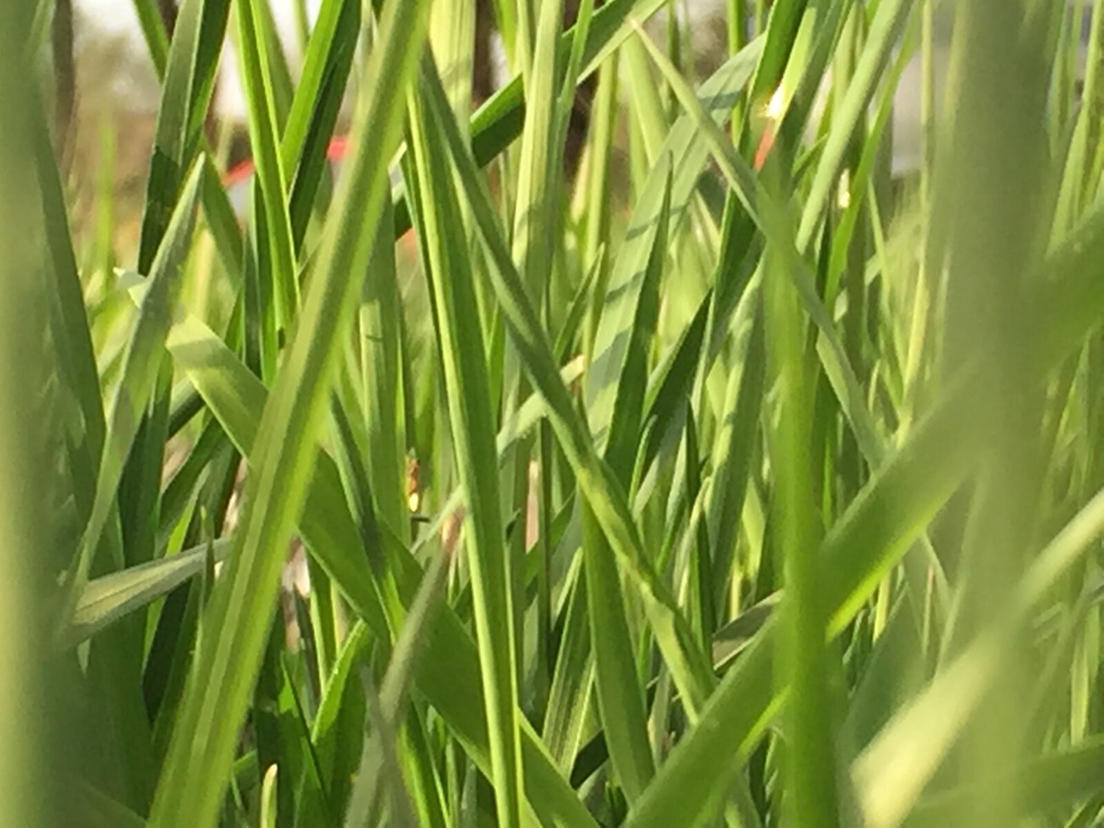 Apple iPhone 6 sample photo