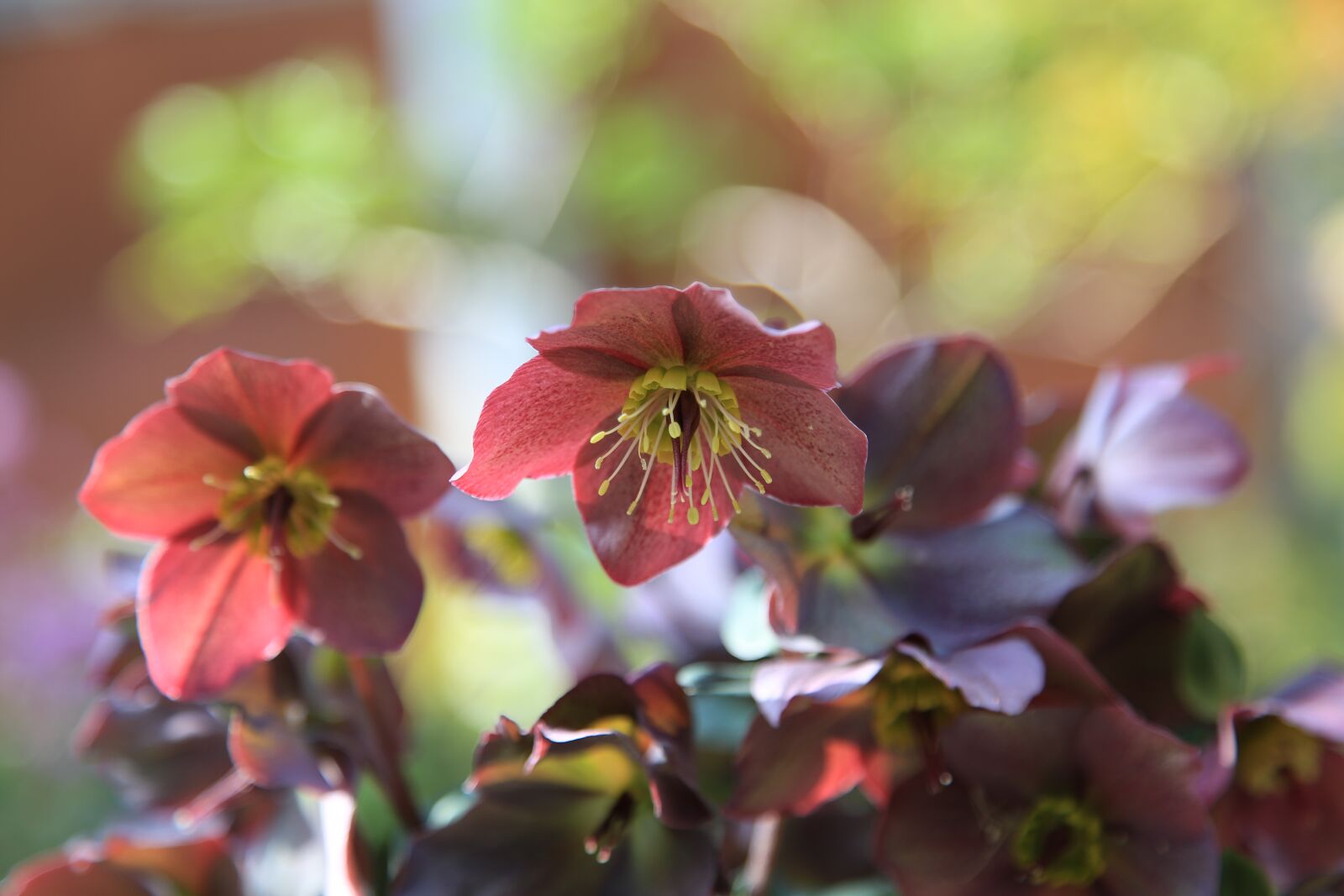 Canon EF 24-105mm F4L IS USM sample photo. Flowers, plants, nature photography