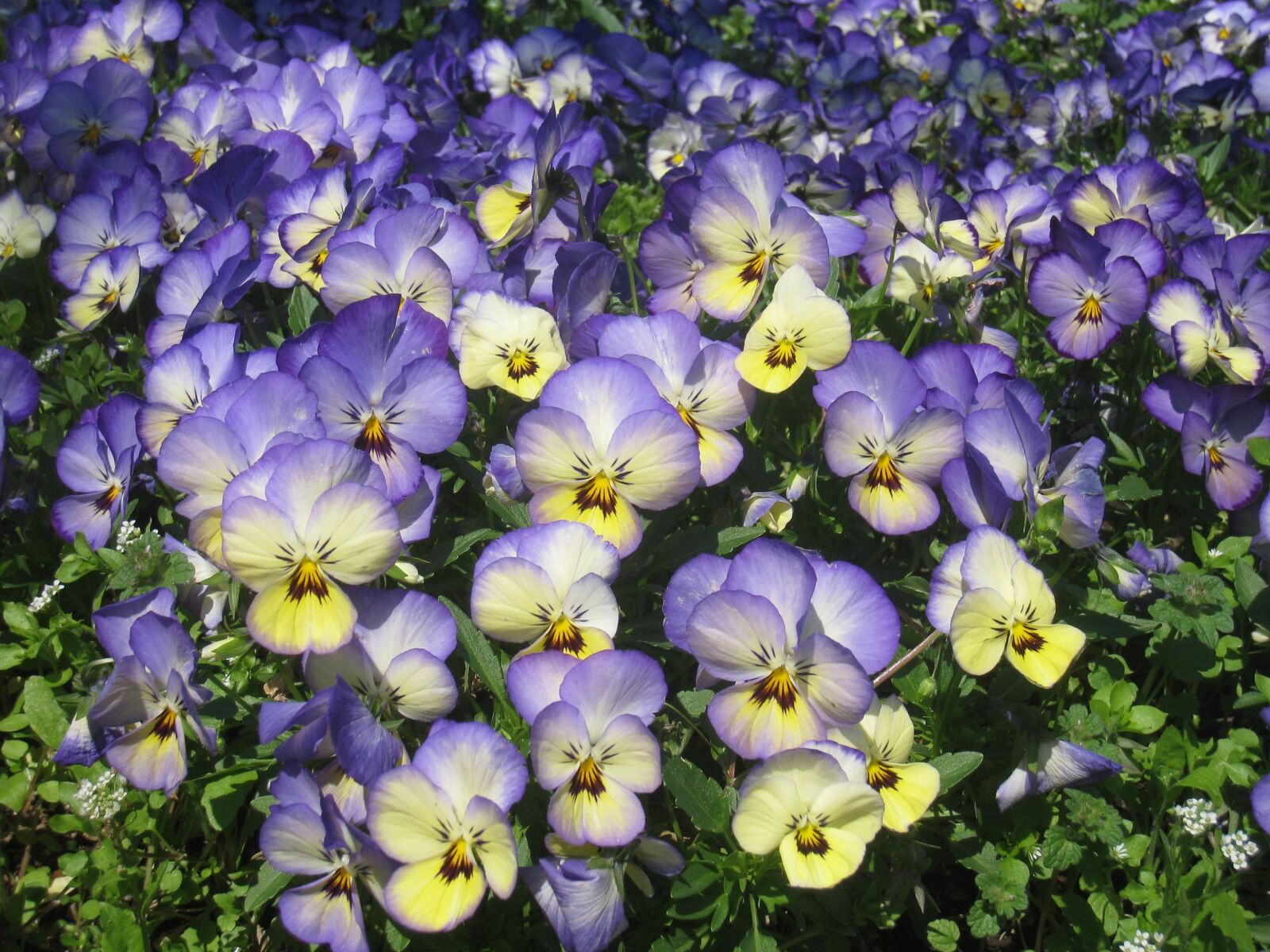 Canon IXY DIGITAL 910 IS sample photo. Pansy, sumire, purple photography