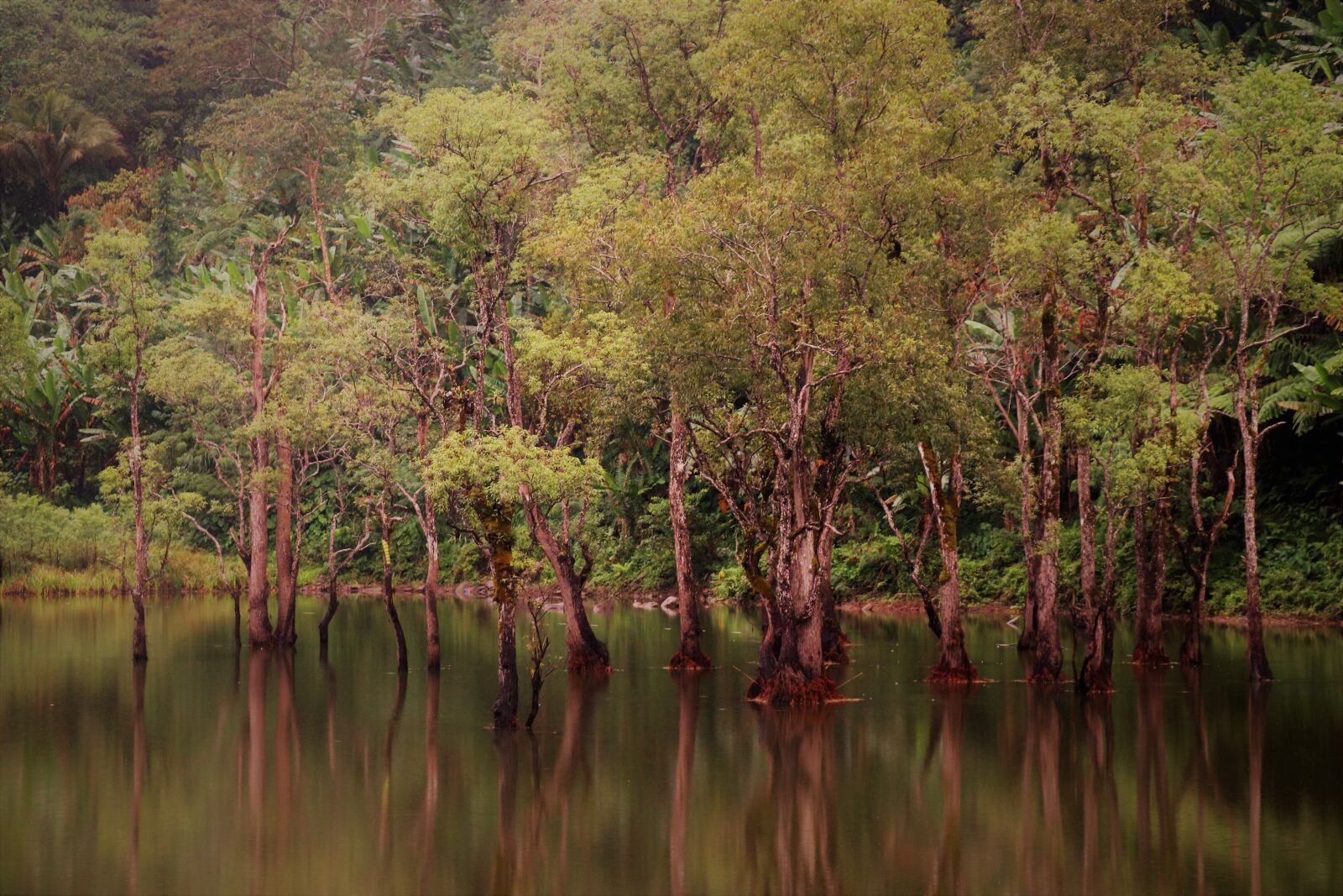 Canon EOS 77D (EOS 9000D / EOS 770D) sample photo. Landscape, jungle, reflection photography