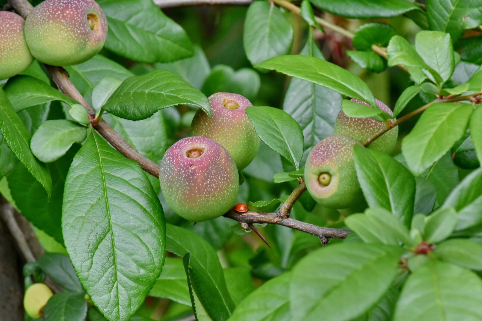 Nikon D5500 sample photo. Branches, green leaves, ladybug photography