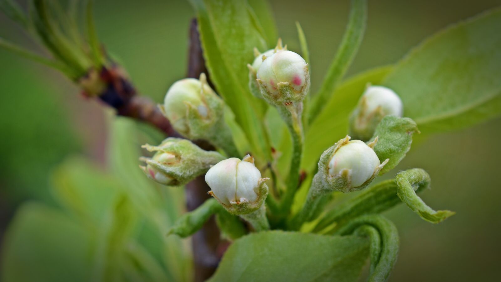 Nikon D5200 sample photo. Pear tree, blossom, bloom photography