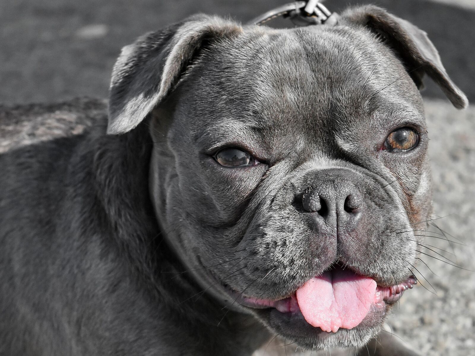 Nikon D5500 sample photo. Collar, pedigree, tongue, portrait photography
