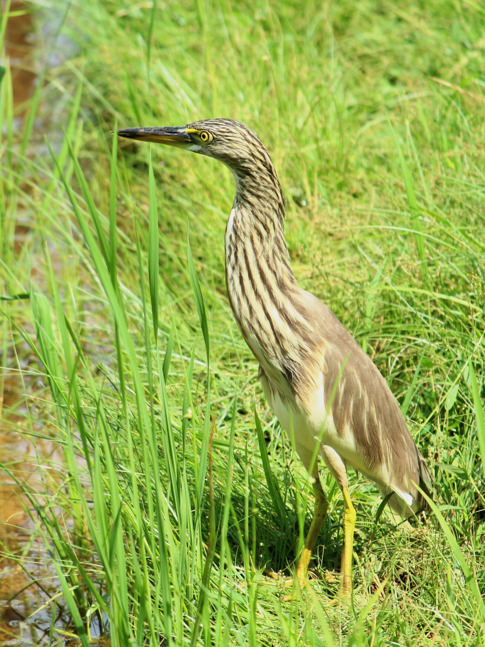 Canon EOS 1300D (EOS Rebel T6 / EOS Kiss X80) sample photo. Pond, heron, kerala photography