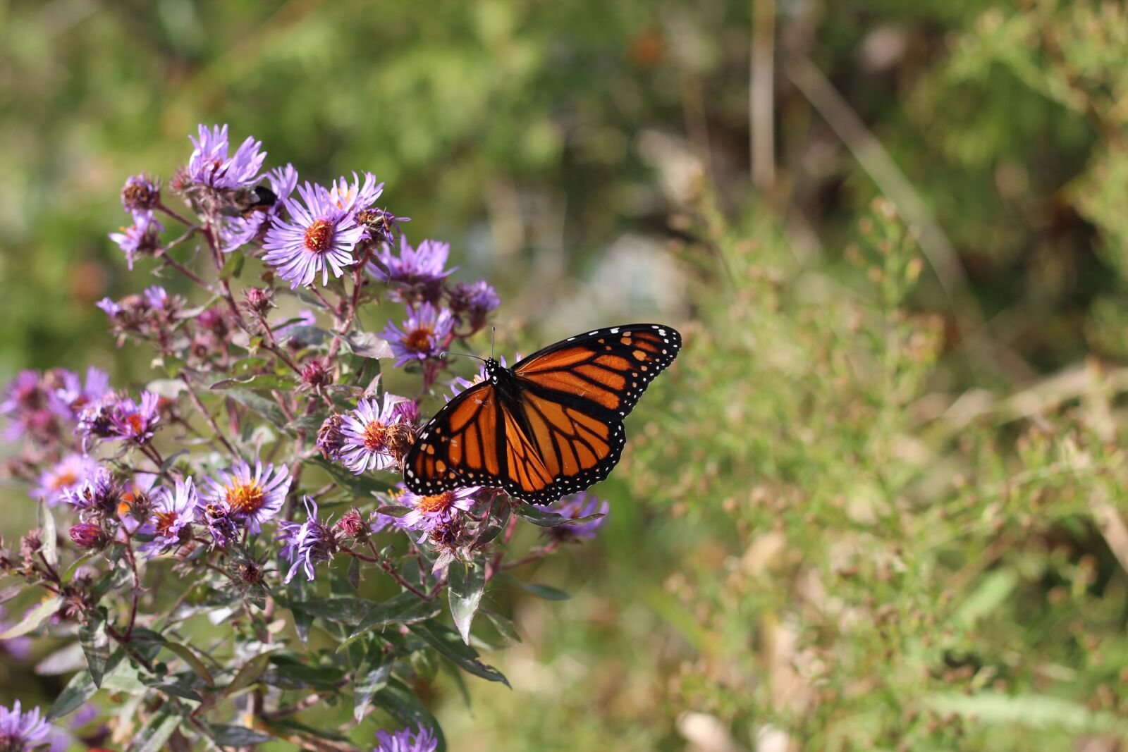 Canon EOS 600D (Rebel EOS T3i / EOS Kiss X5) + Canon EF 50mm F1.8 II sample photo. Monarch, butterfly, flower photography