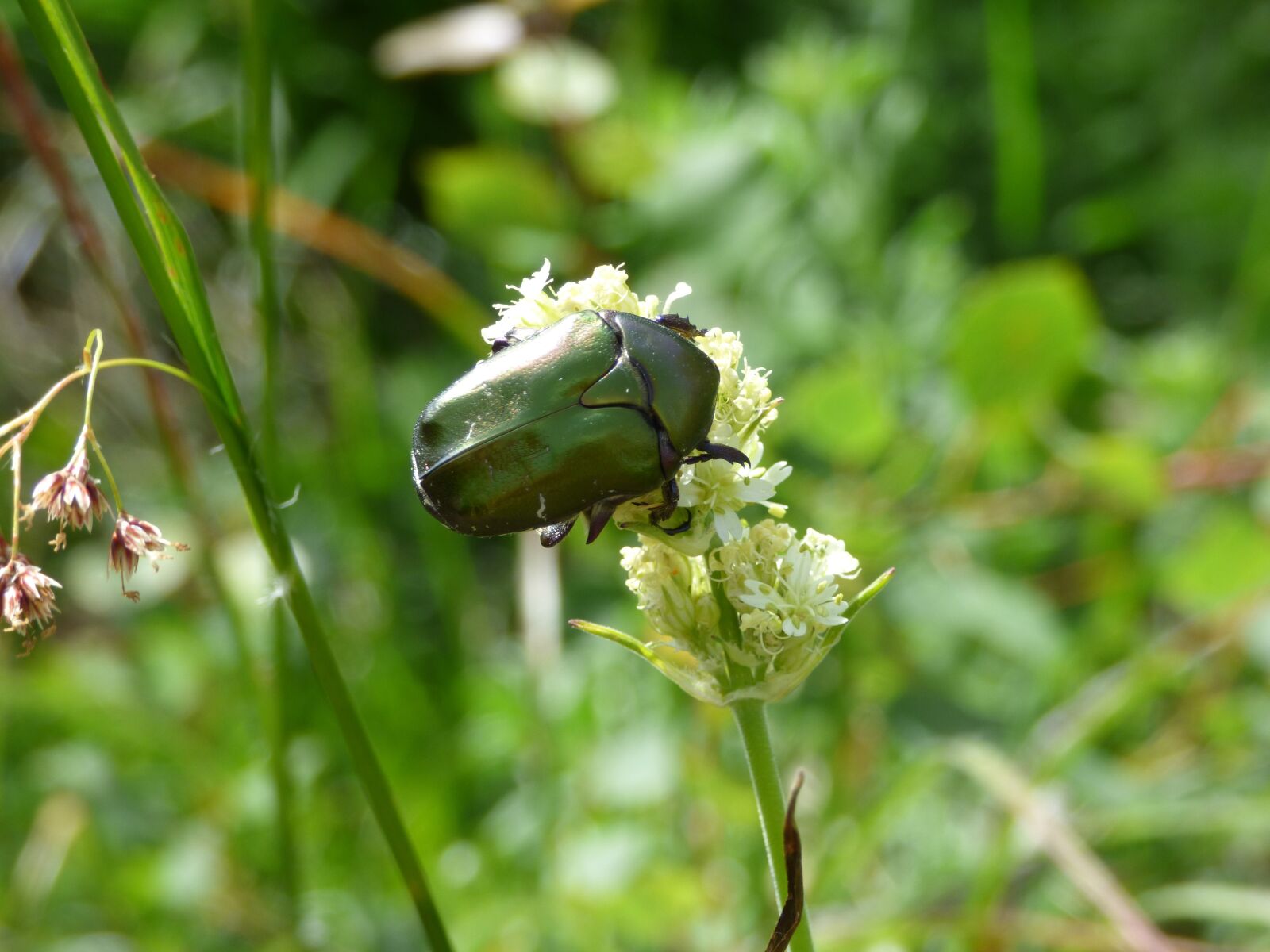 Panasonic DMC-FZ72 sample photo. Chafer, beetle, mountain photography