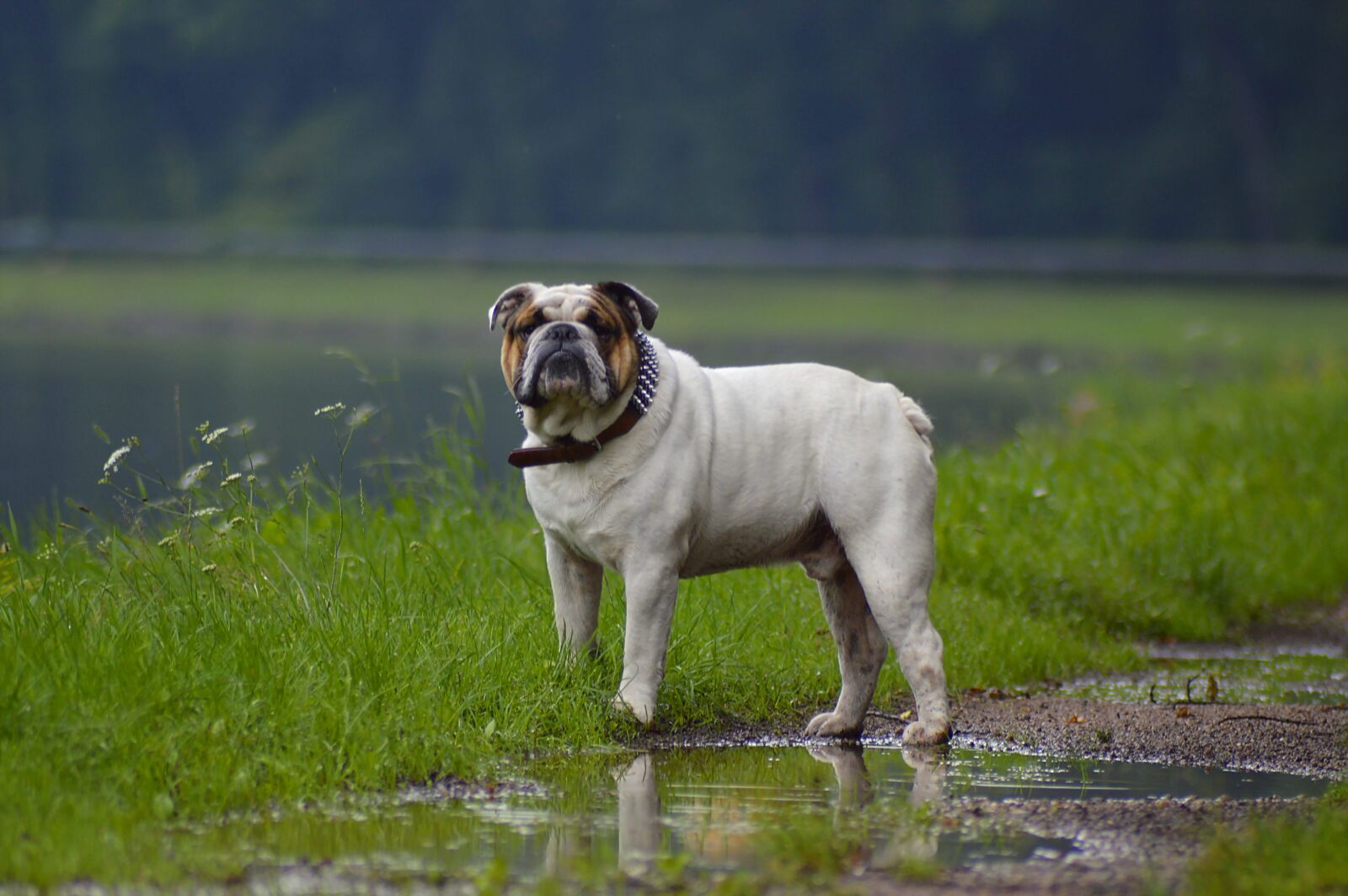 Nikon D3200 sample photo. Rained out, bulldog, channel photography