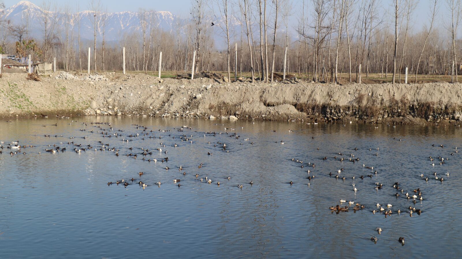 Canon EF-M 15-45mm F3.5-6.3 IS STM sample photo. Ducks, water, farming photography