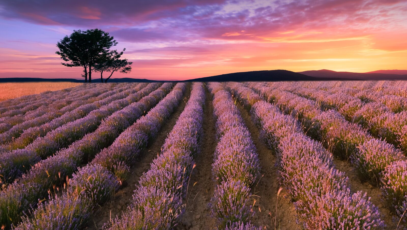 Nikon D5300 sample photo. Summer, lavender, tree photography