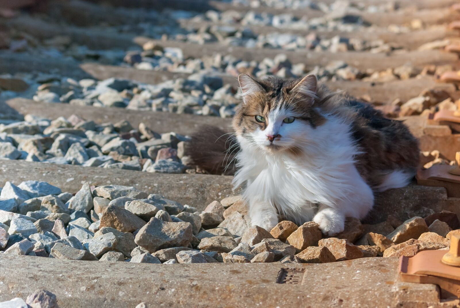 Nikon D80 sample photo. Cat, rail, track photography