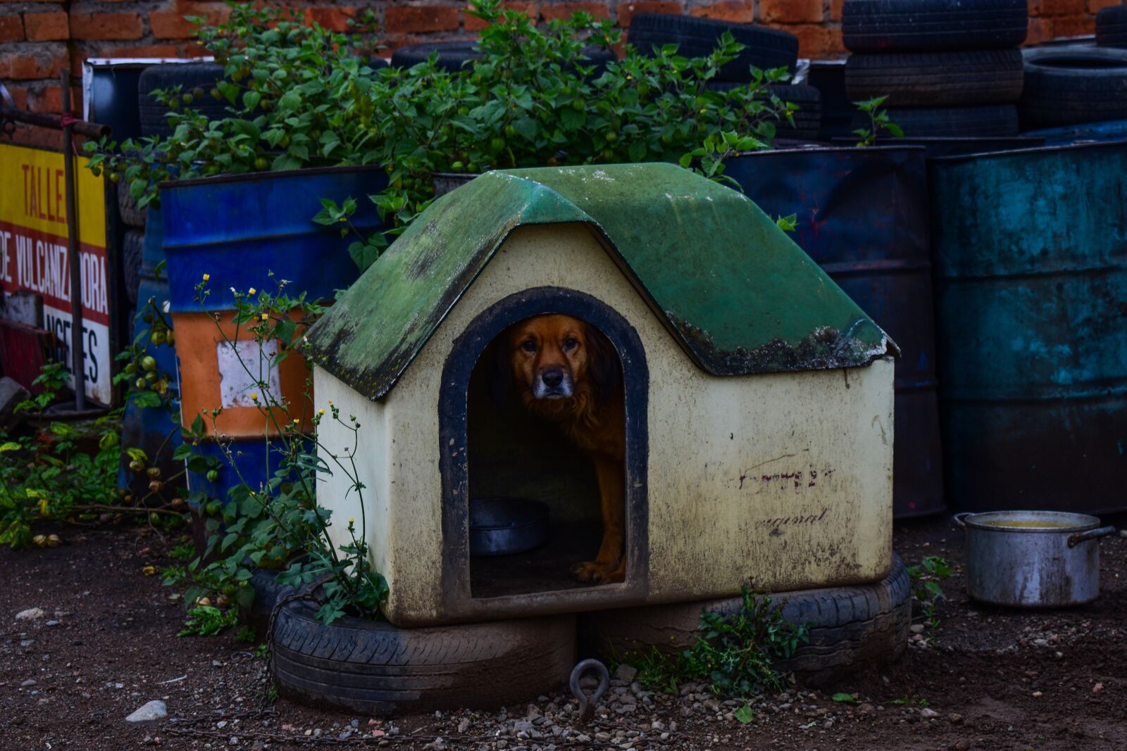 Nikon D3400 sample photo. House of dog, dog photography